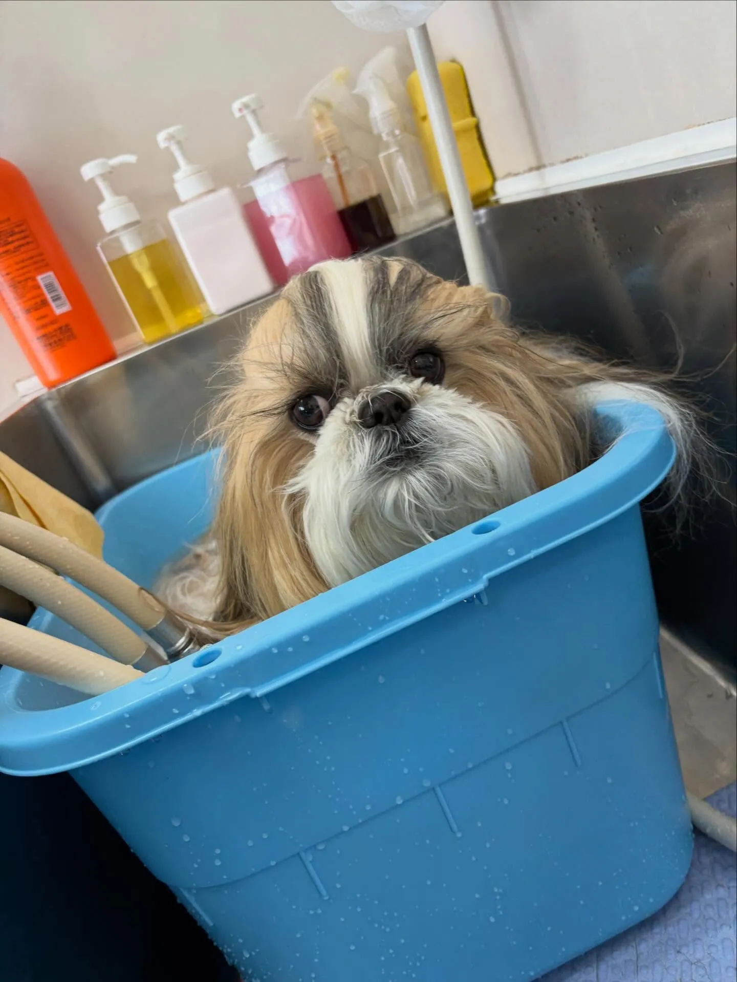 犬のシャンプー🫧