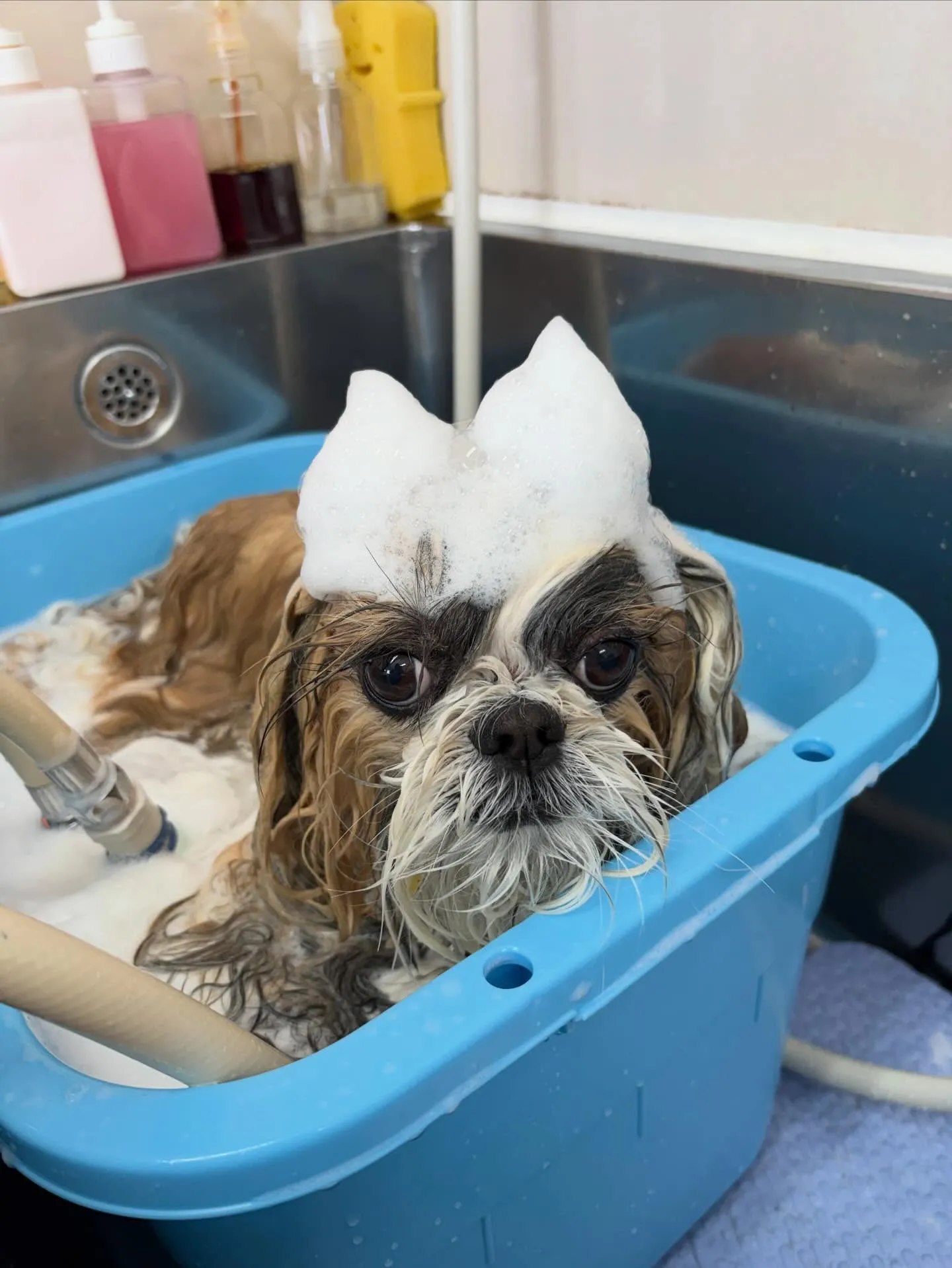 犬のシャンプー🫧