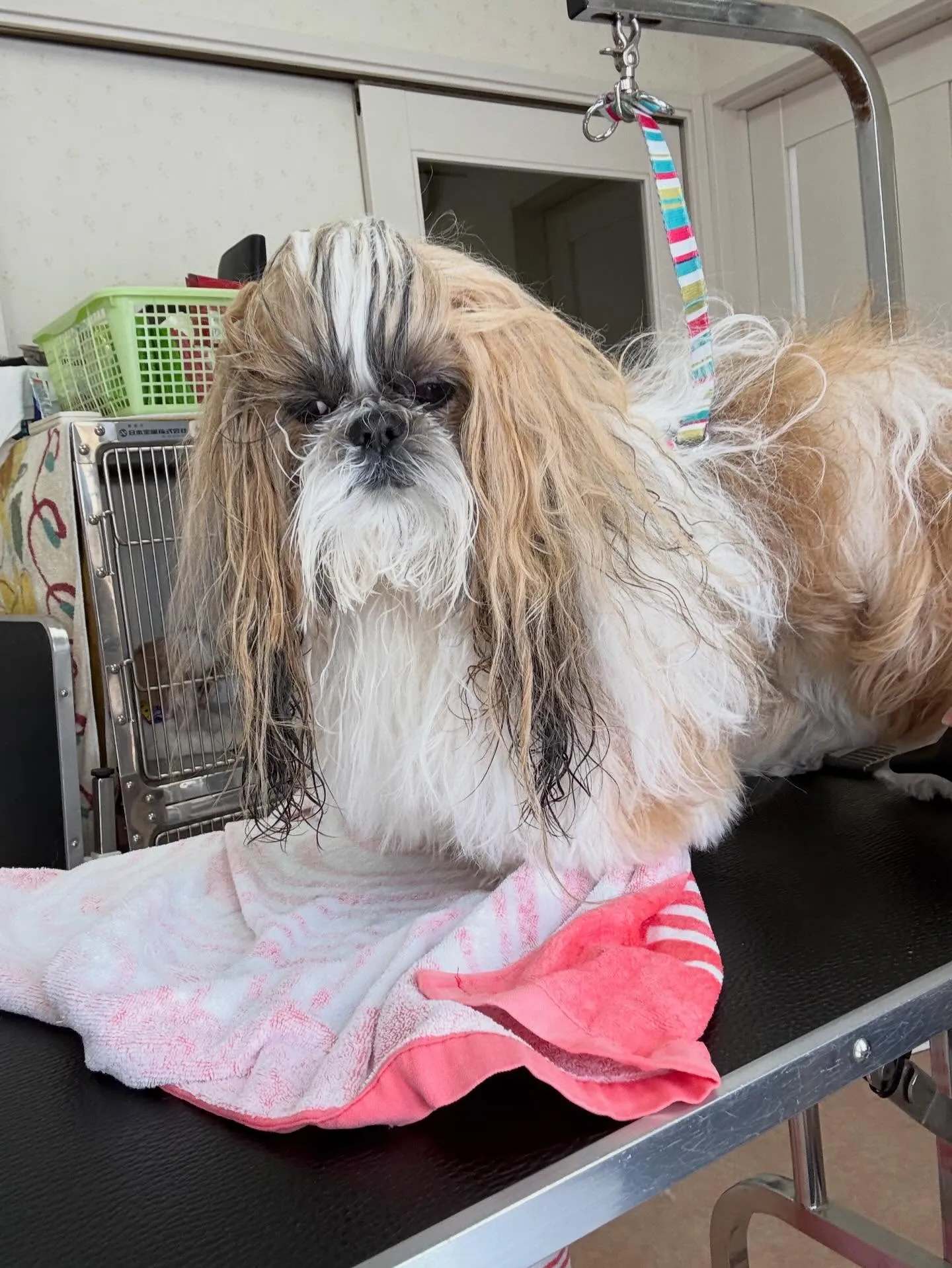 犬のシャンプー🫧