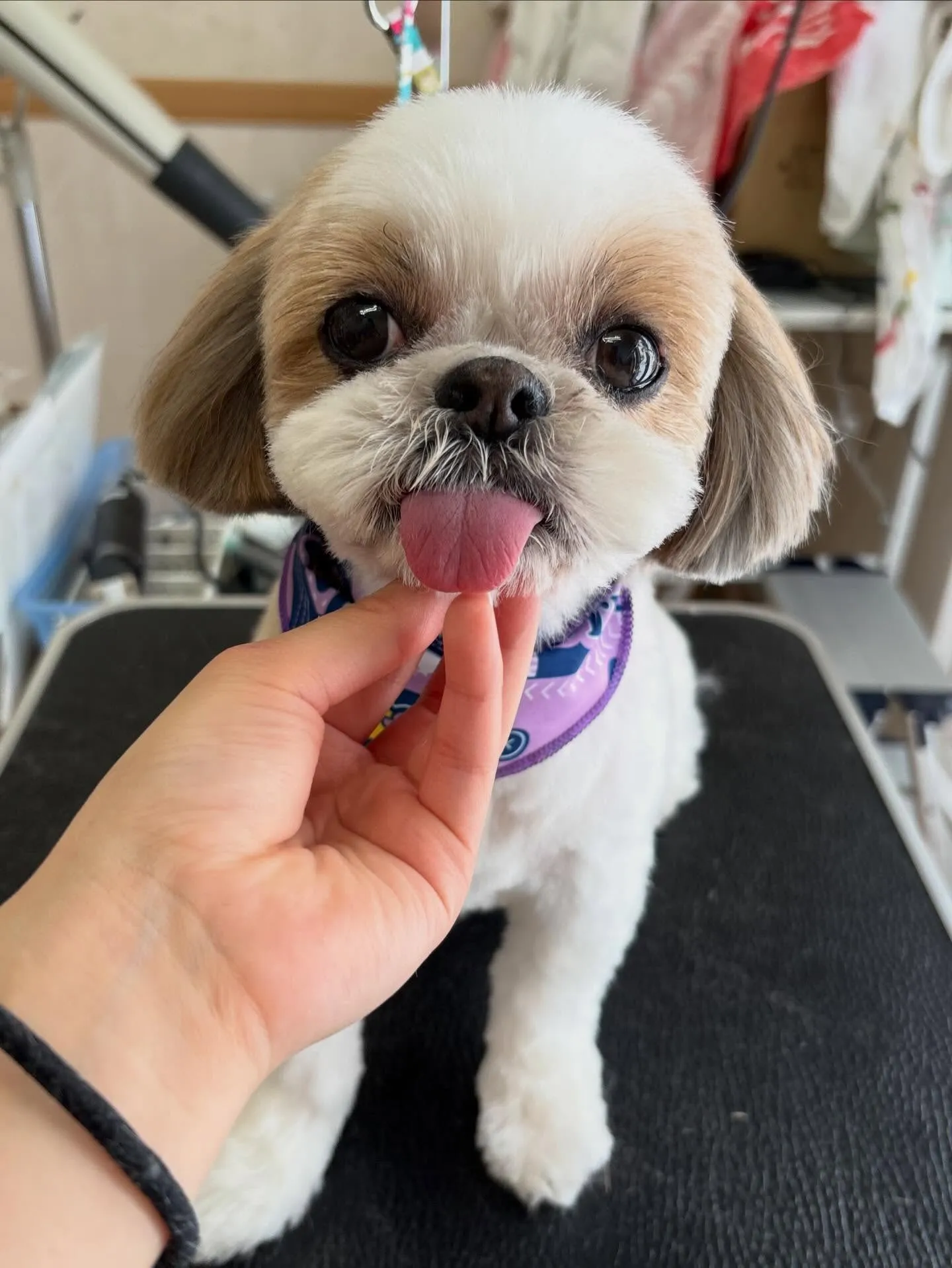 犬のトリミング✂️