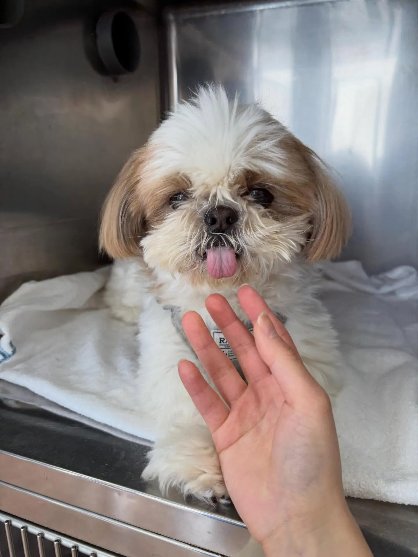 犬のトリミング✂️