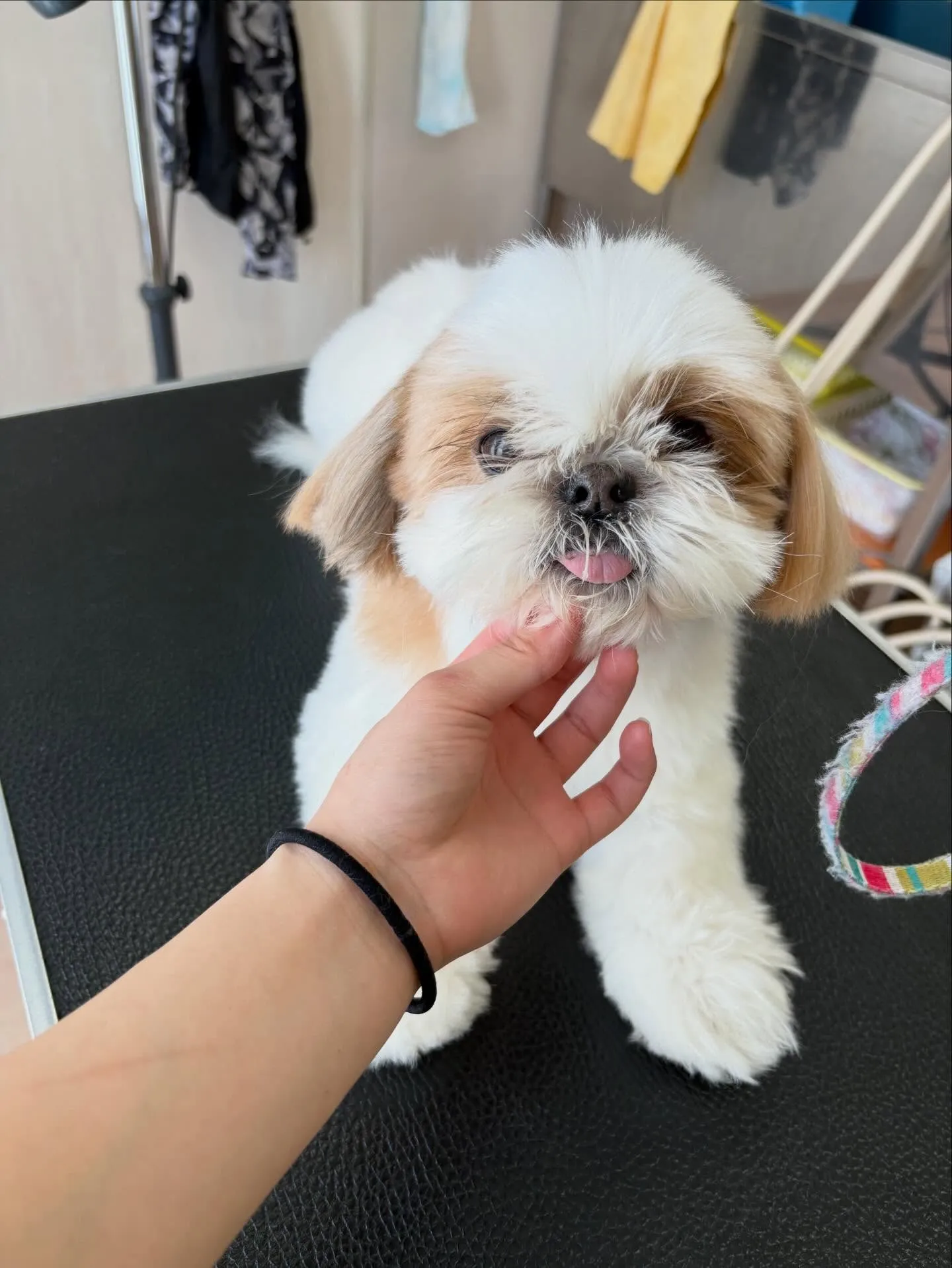 犬のトリミング✂️