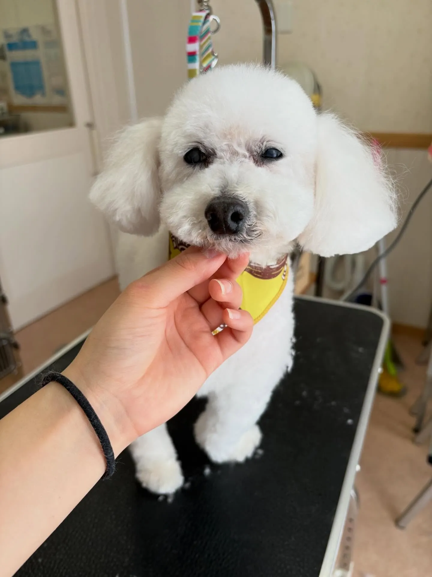 犬のトリミング✂️