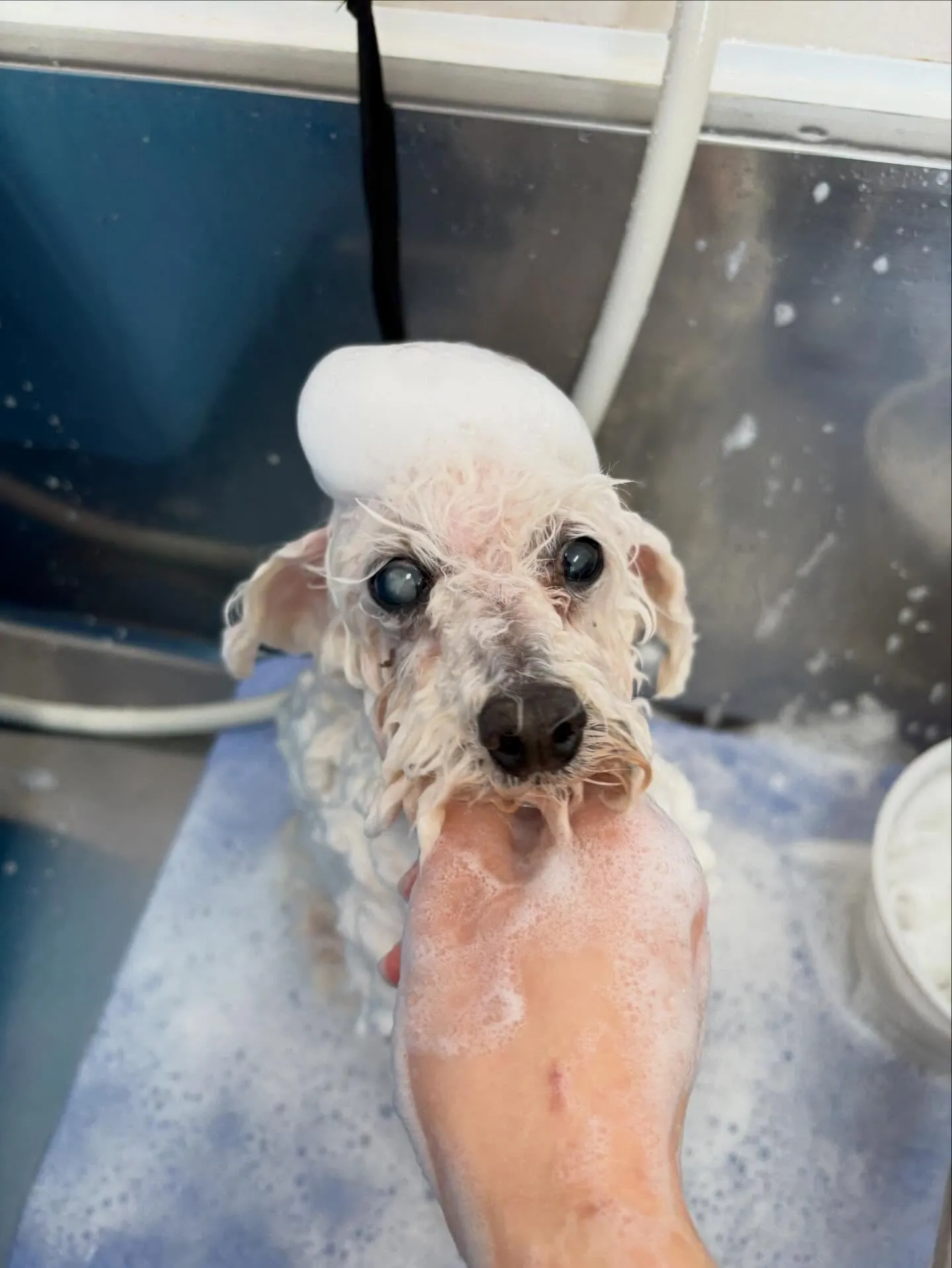 犬のトリミング✂️