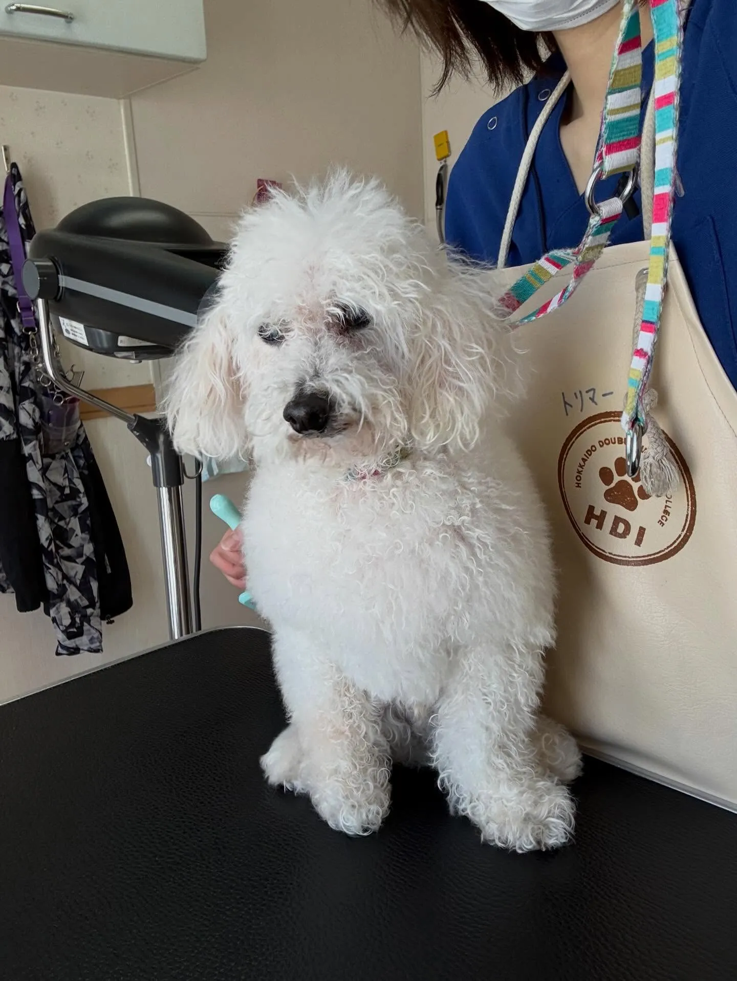 犬のトリミング✂️