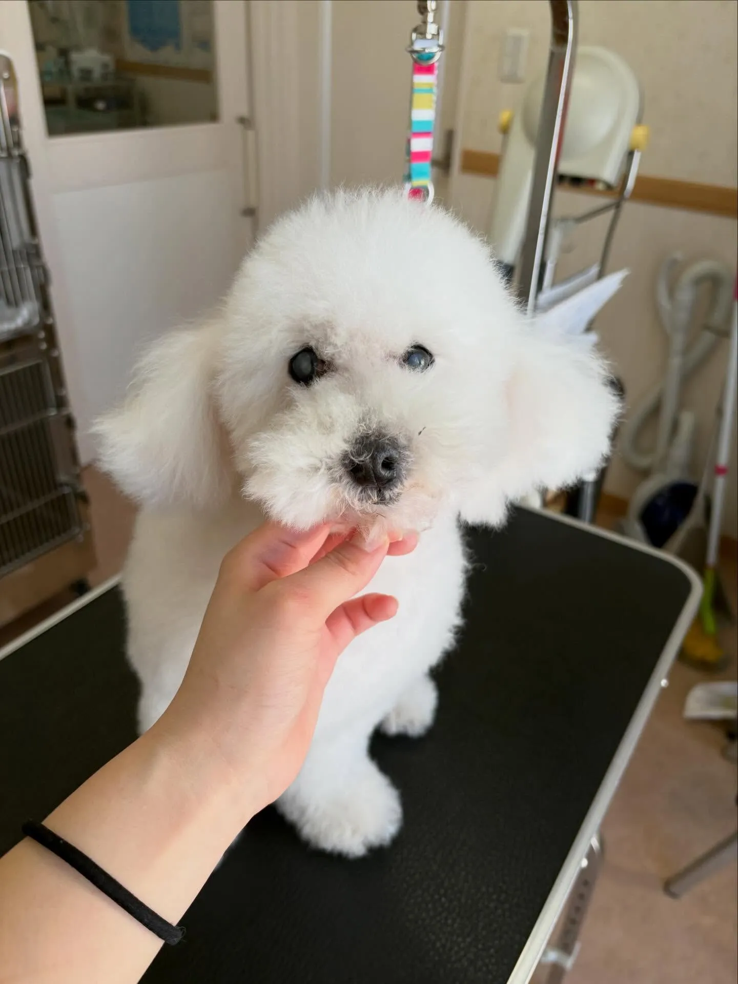 犬のトリミング✂️