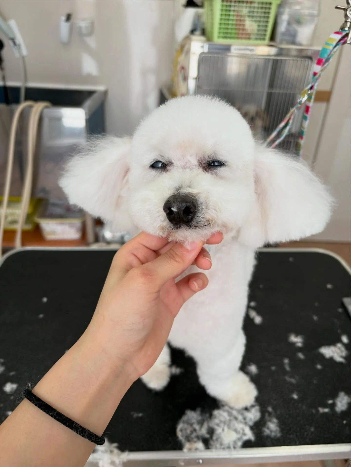 犬のトリミング✂️