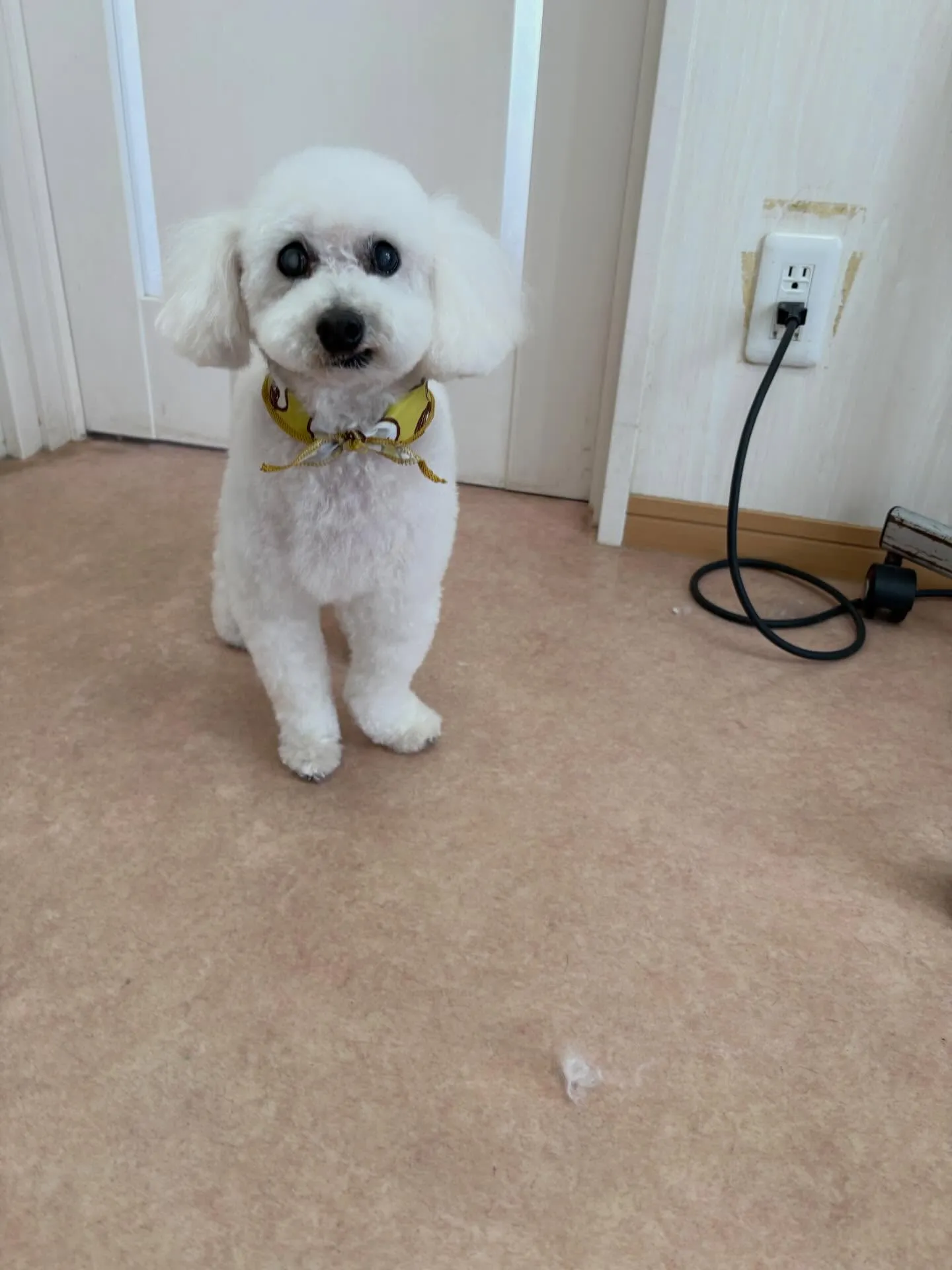 犬のトリミング✂️