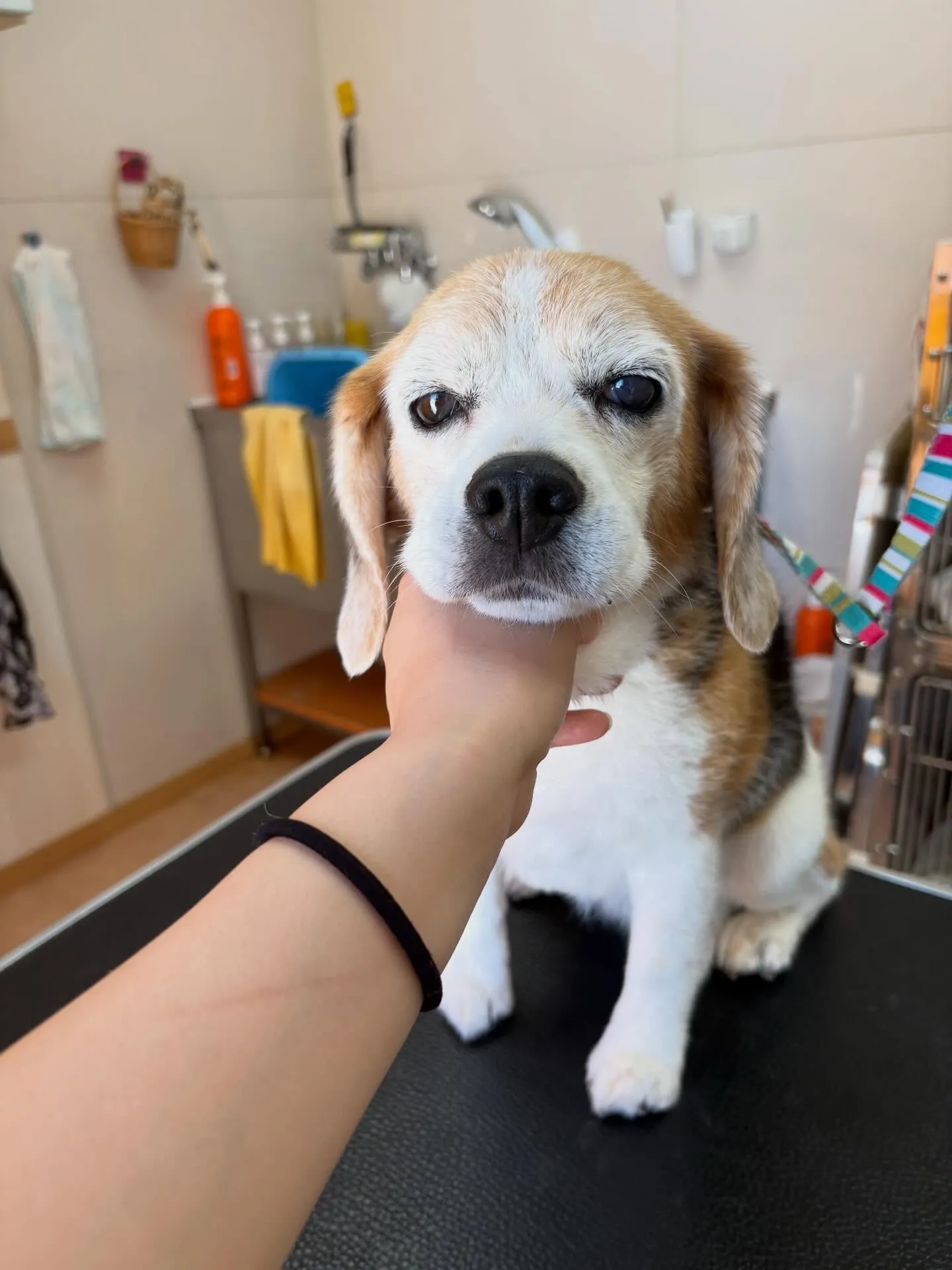 犬のシャンプー🫧