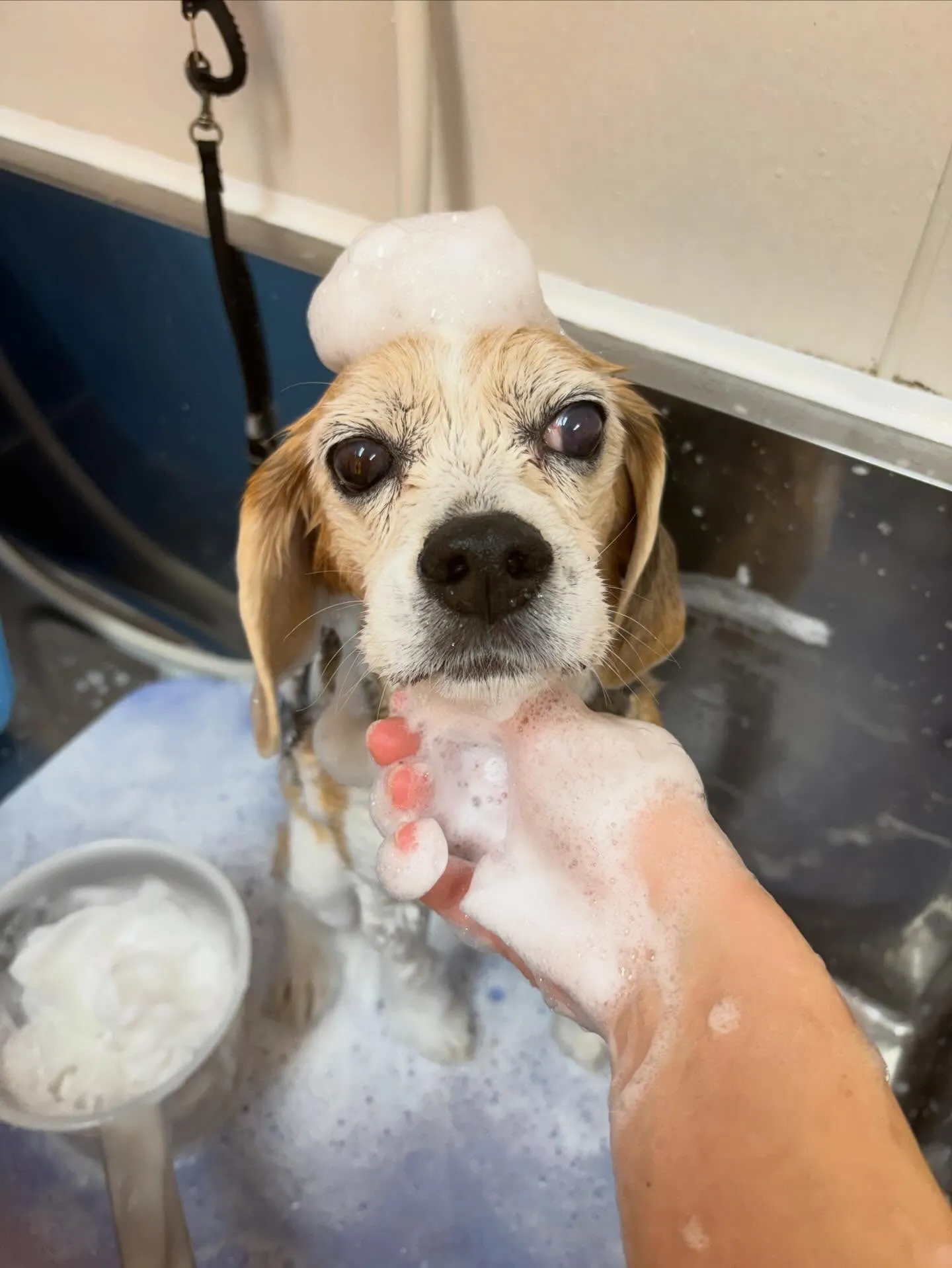 犬のシャンプー🫧