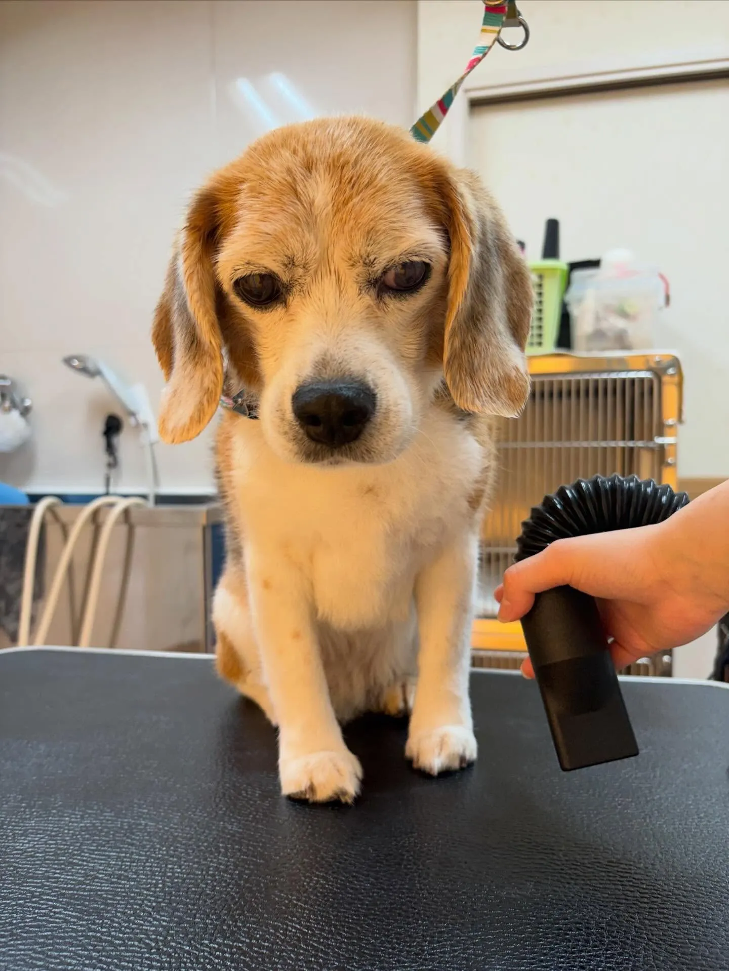 犬のシャンプー🫧