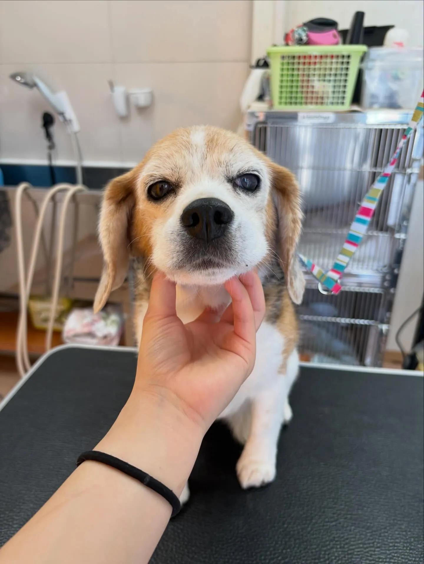 犬のシャンプー🫧