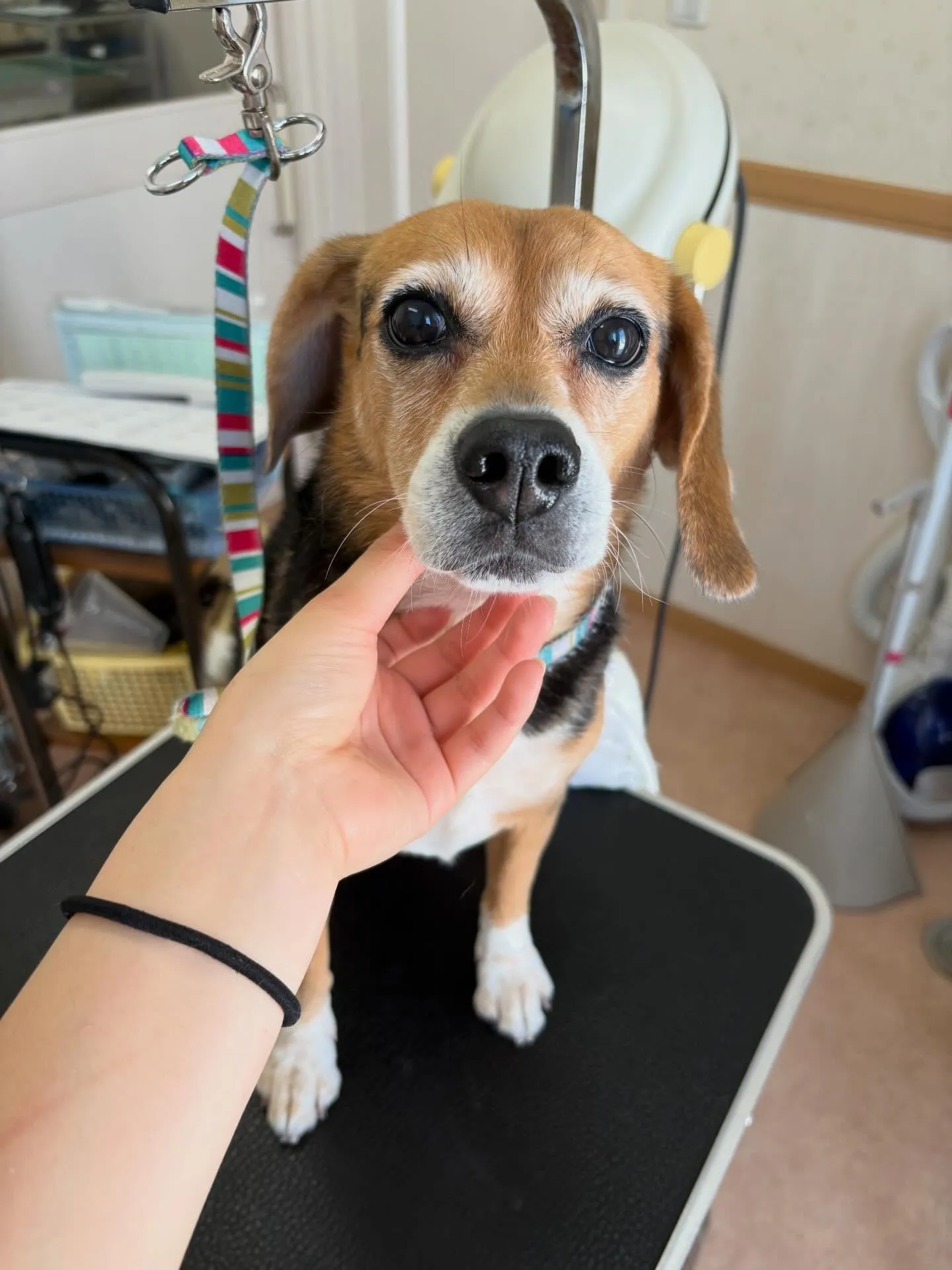 犬のシャンプー🫧