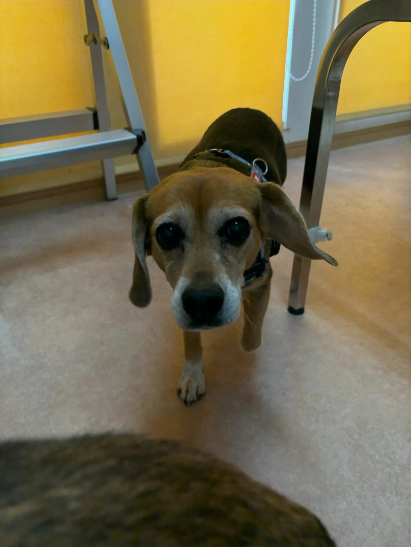 犬のシャンプー🫧