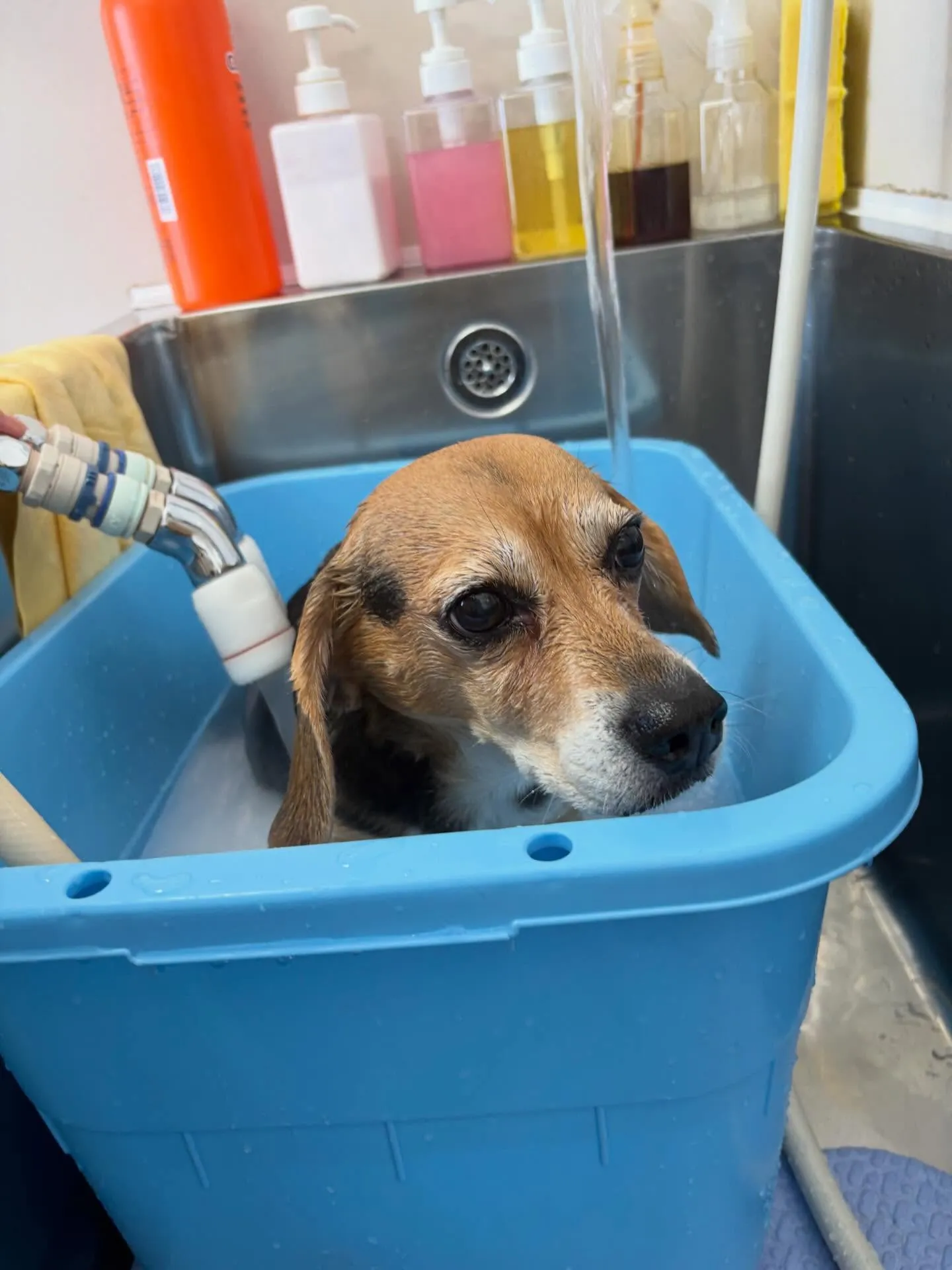 犬のシャンプー🫧