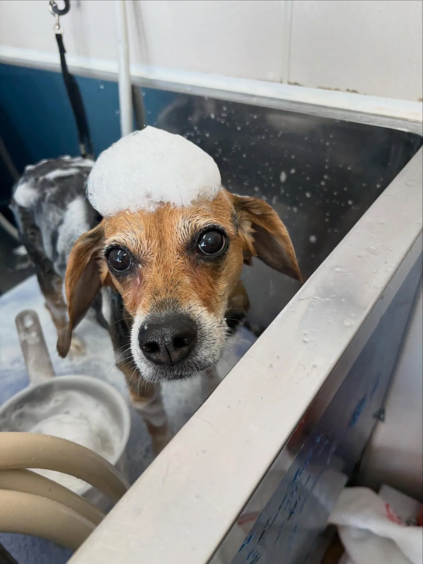 犬のシャンプー🫧