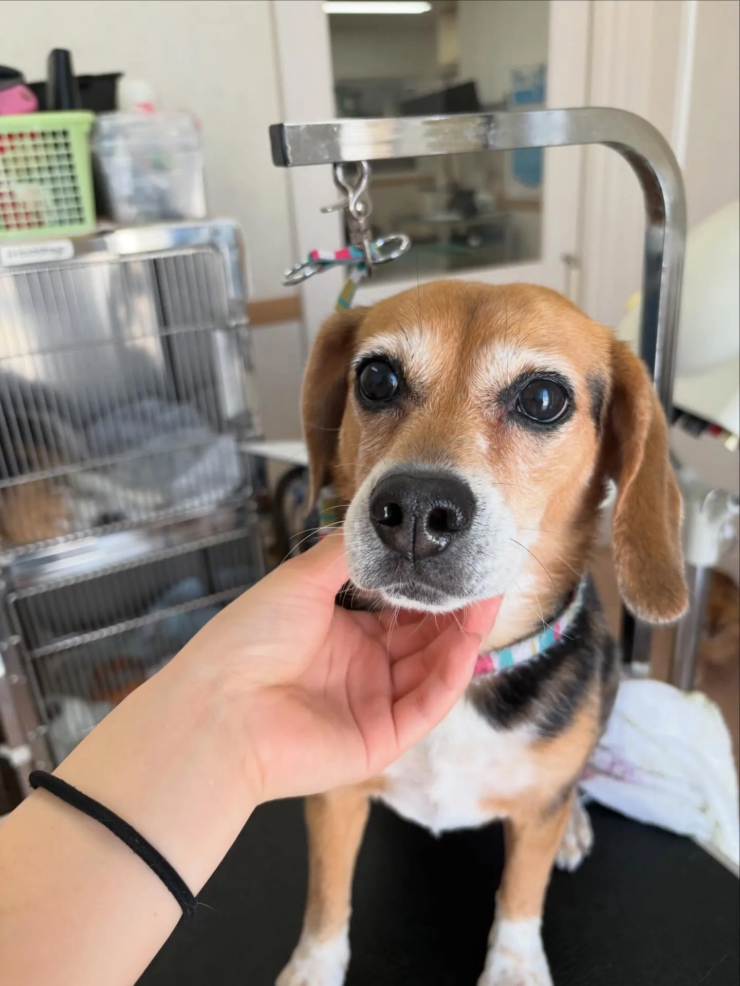 犬のシャンプー🫧