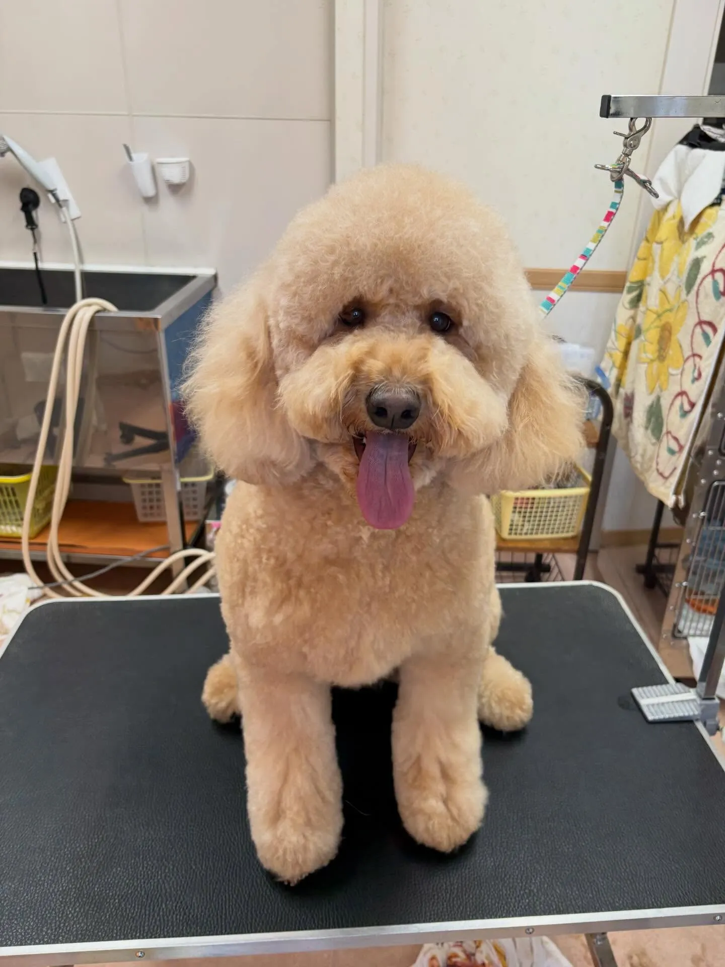 犬のシャンプー🫧