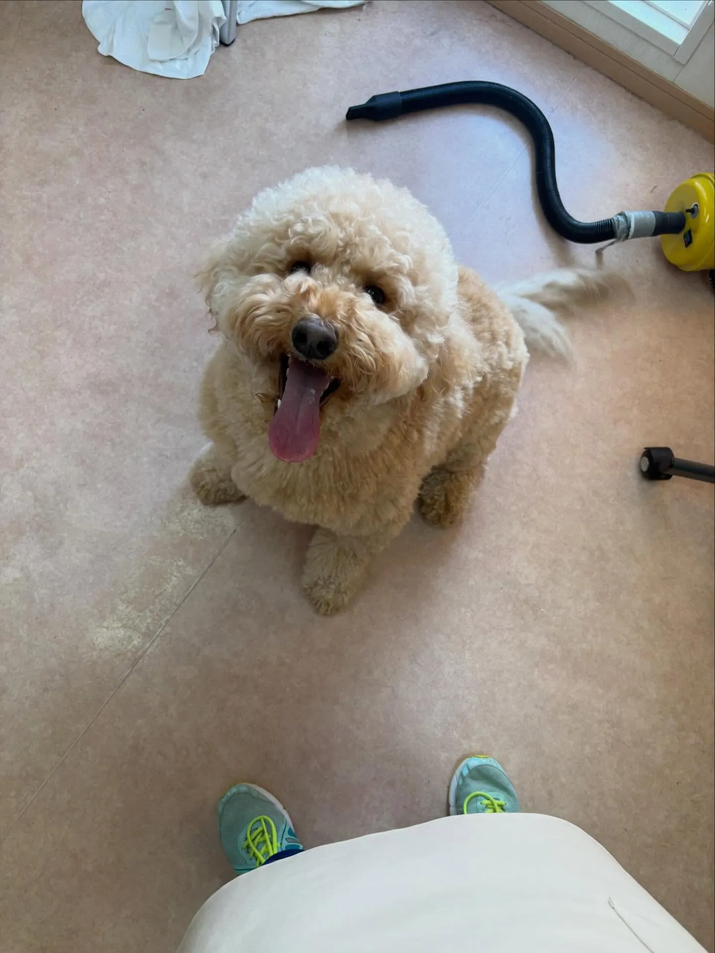 犬のシャンプー🫧