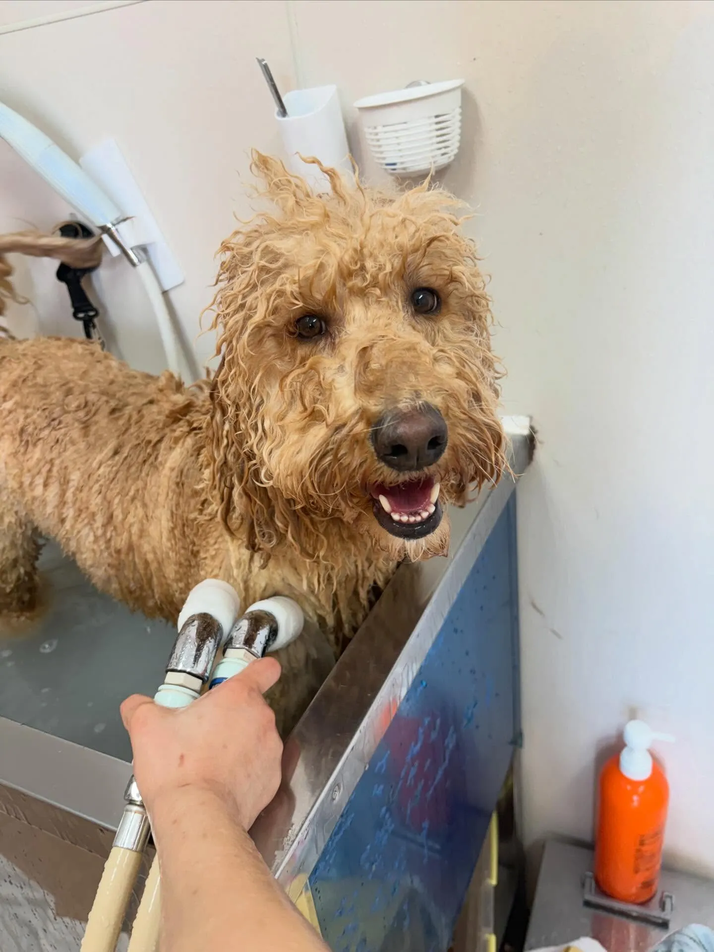 犬のシャンプー🫧