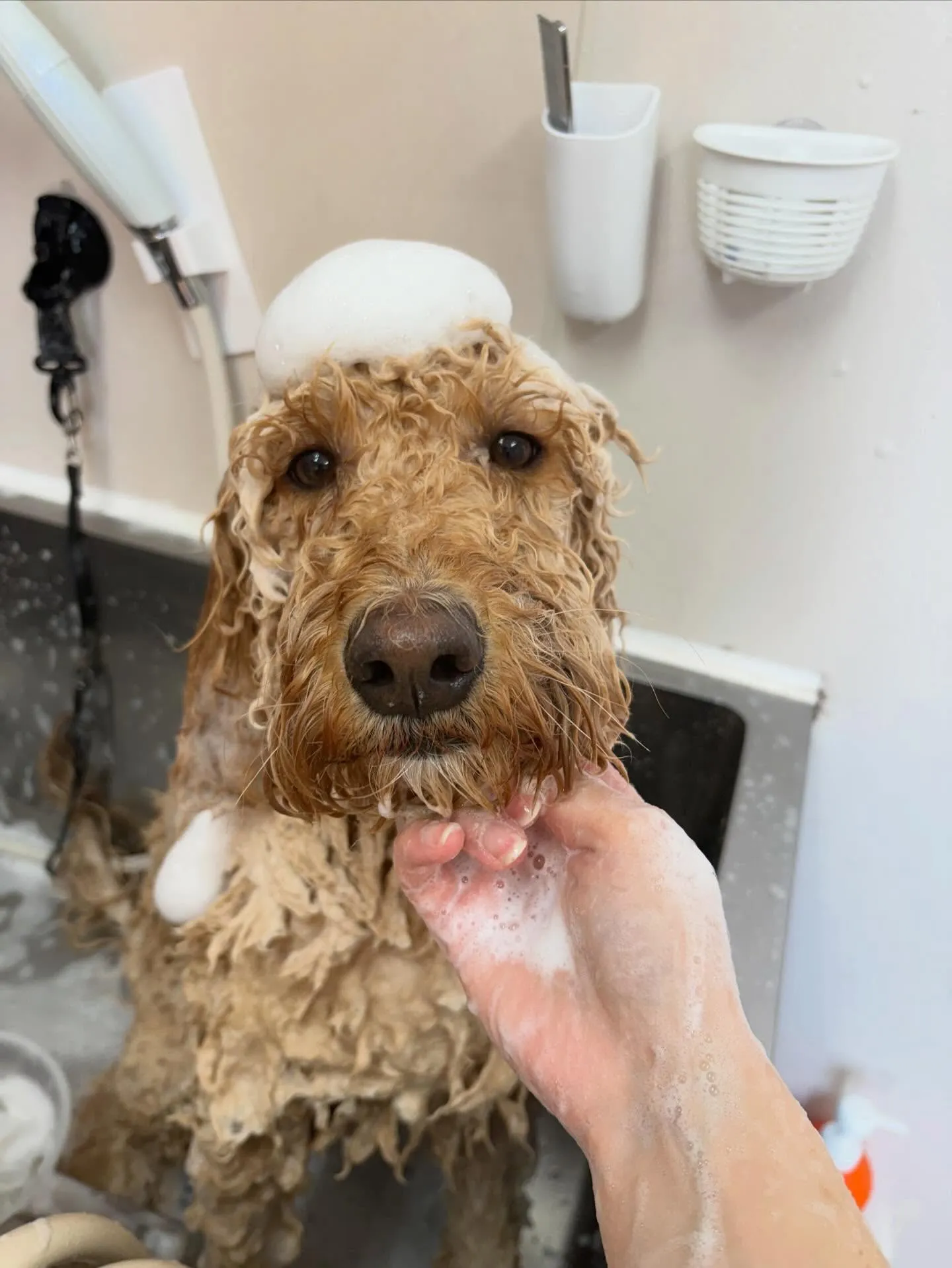 犬のシャンプー🫧