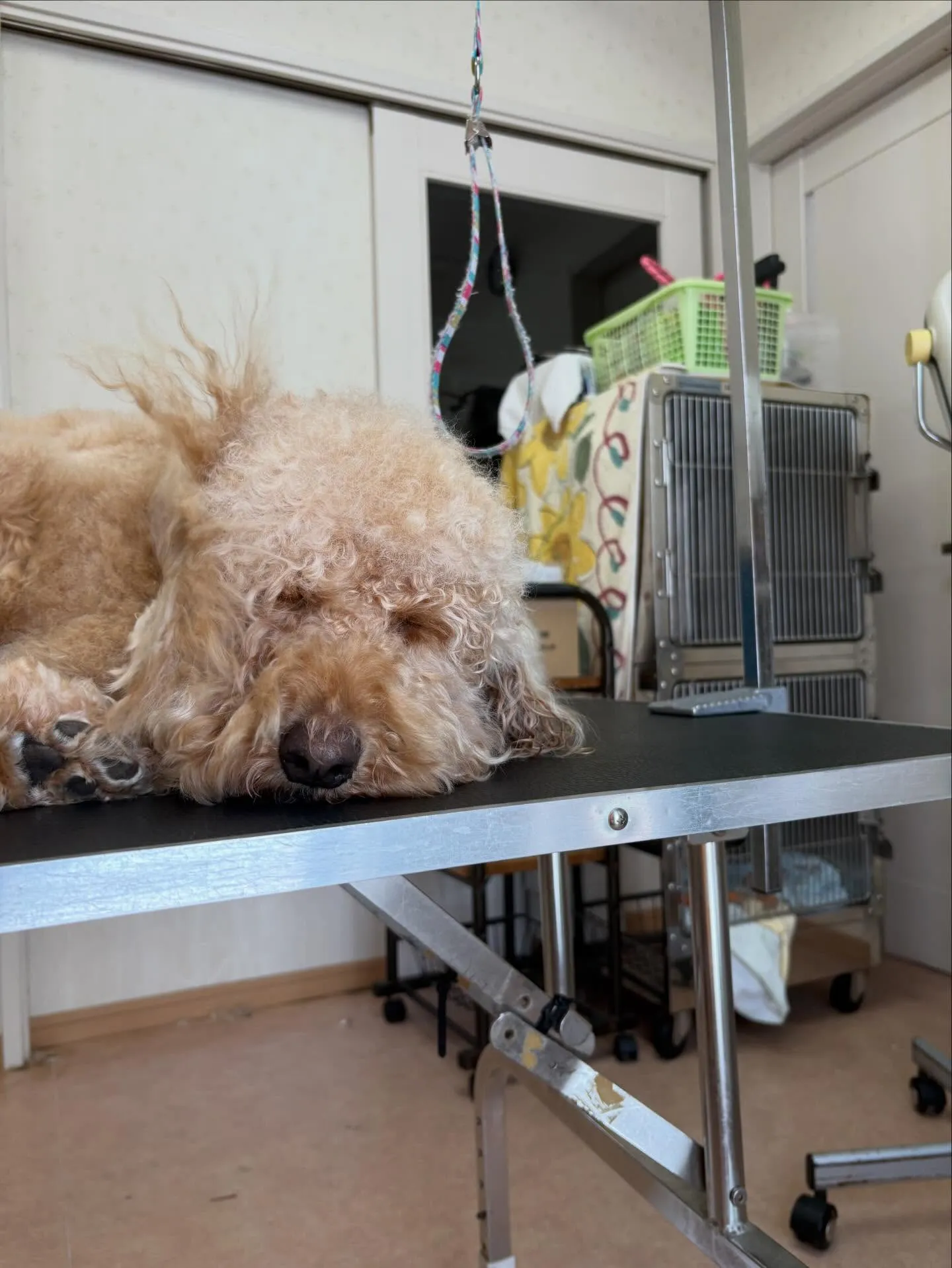 犬のシャンプー🫧