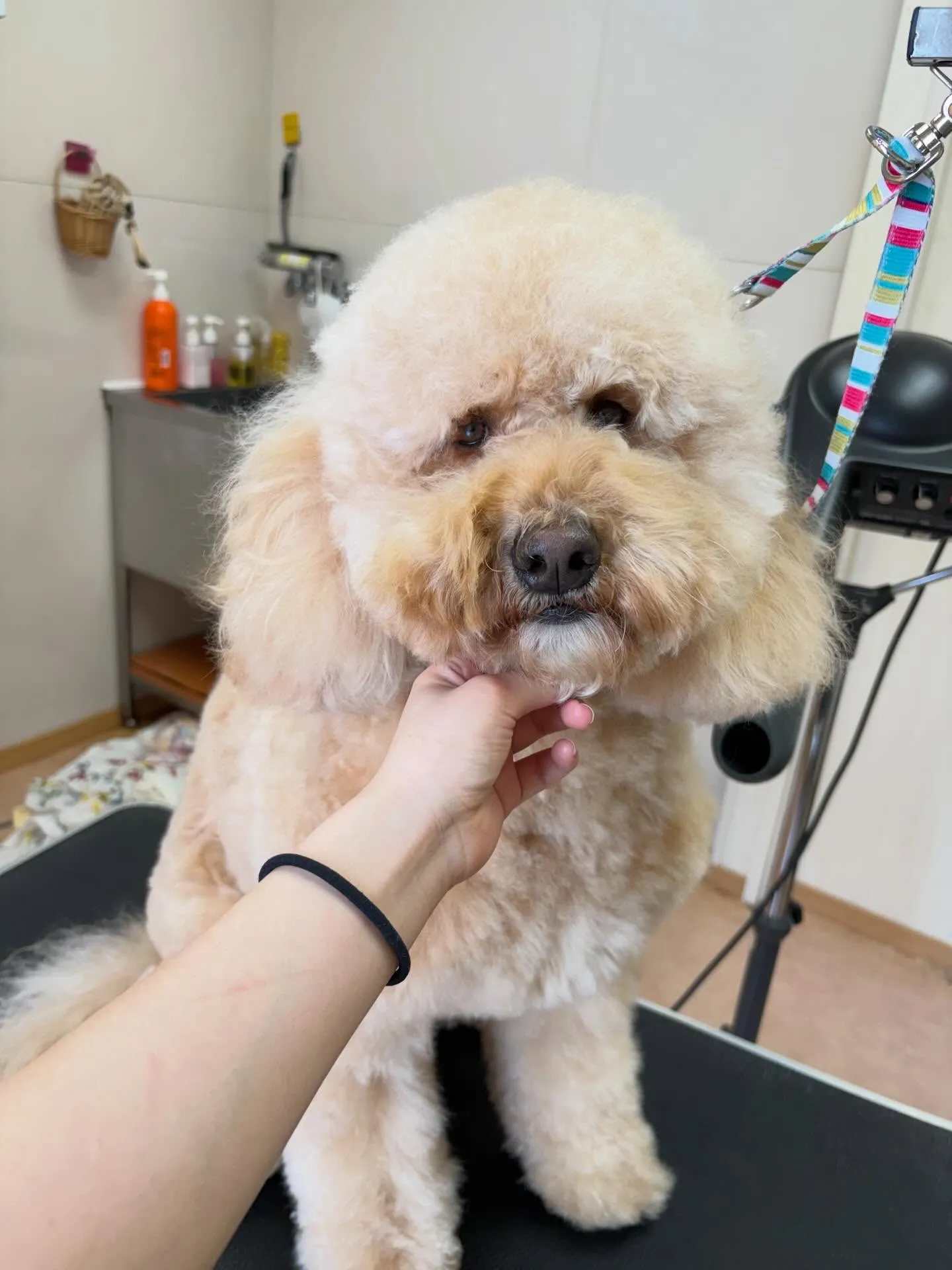 犬のシャンプー🫧