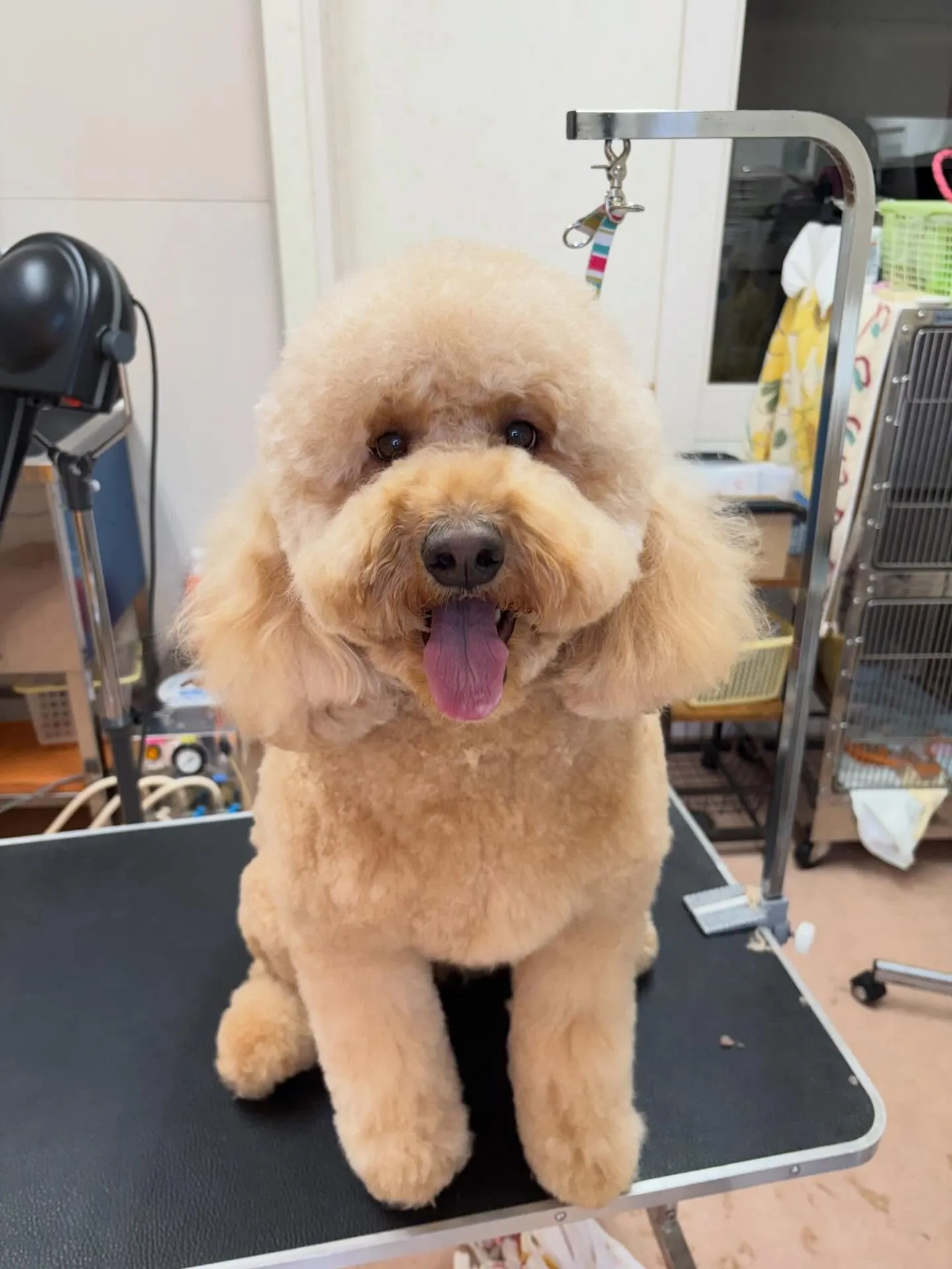 犬のシャンプー🫧