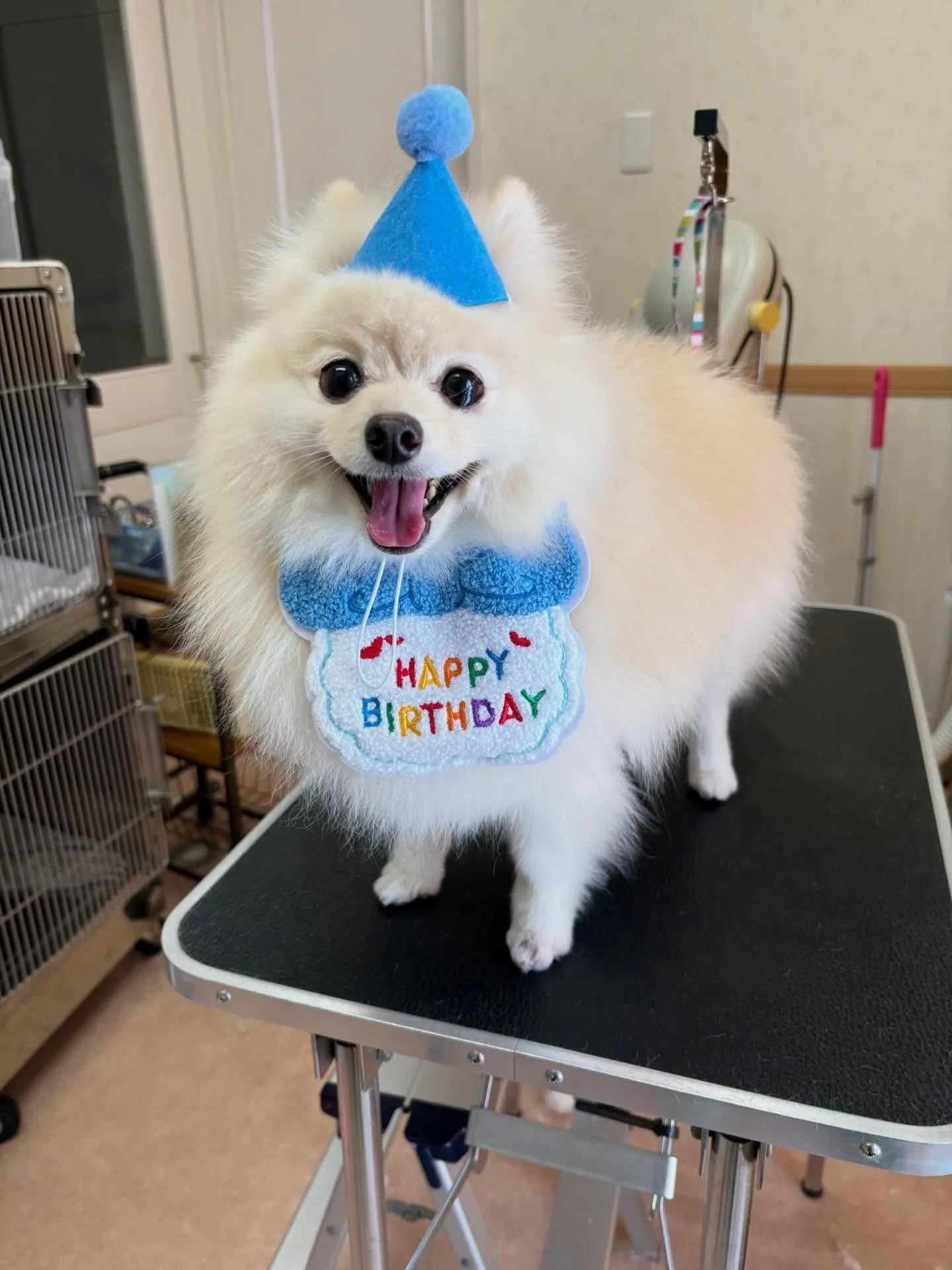 犬のシャンプー🫧