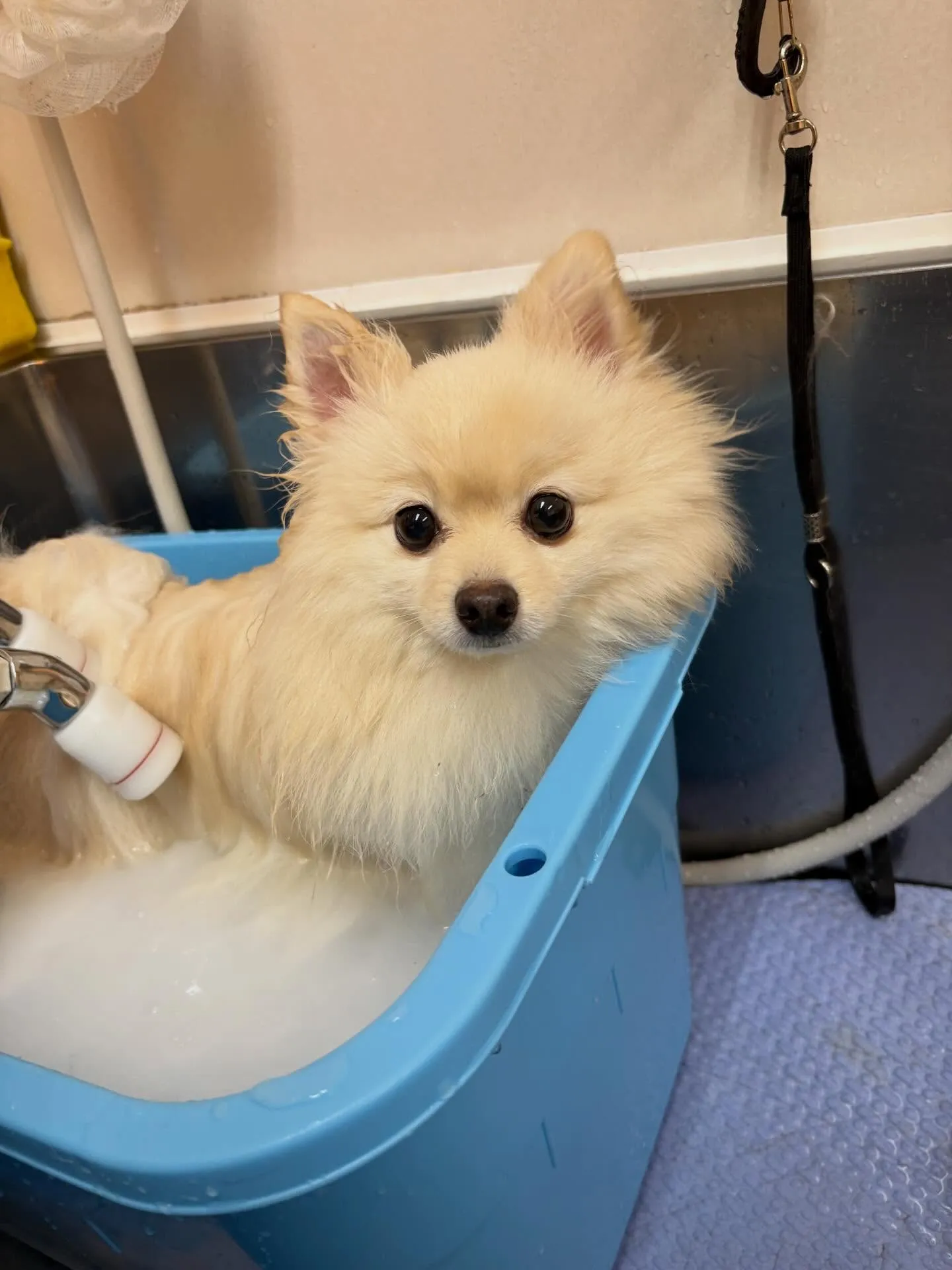 犬のシャンプー🫧