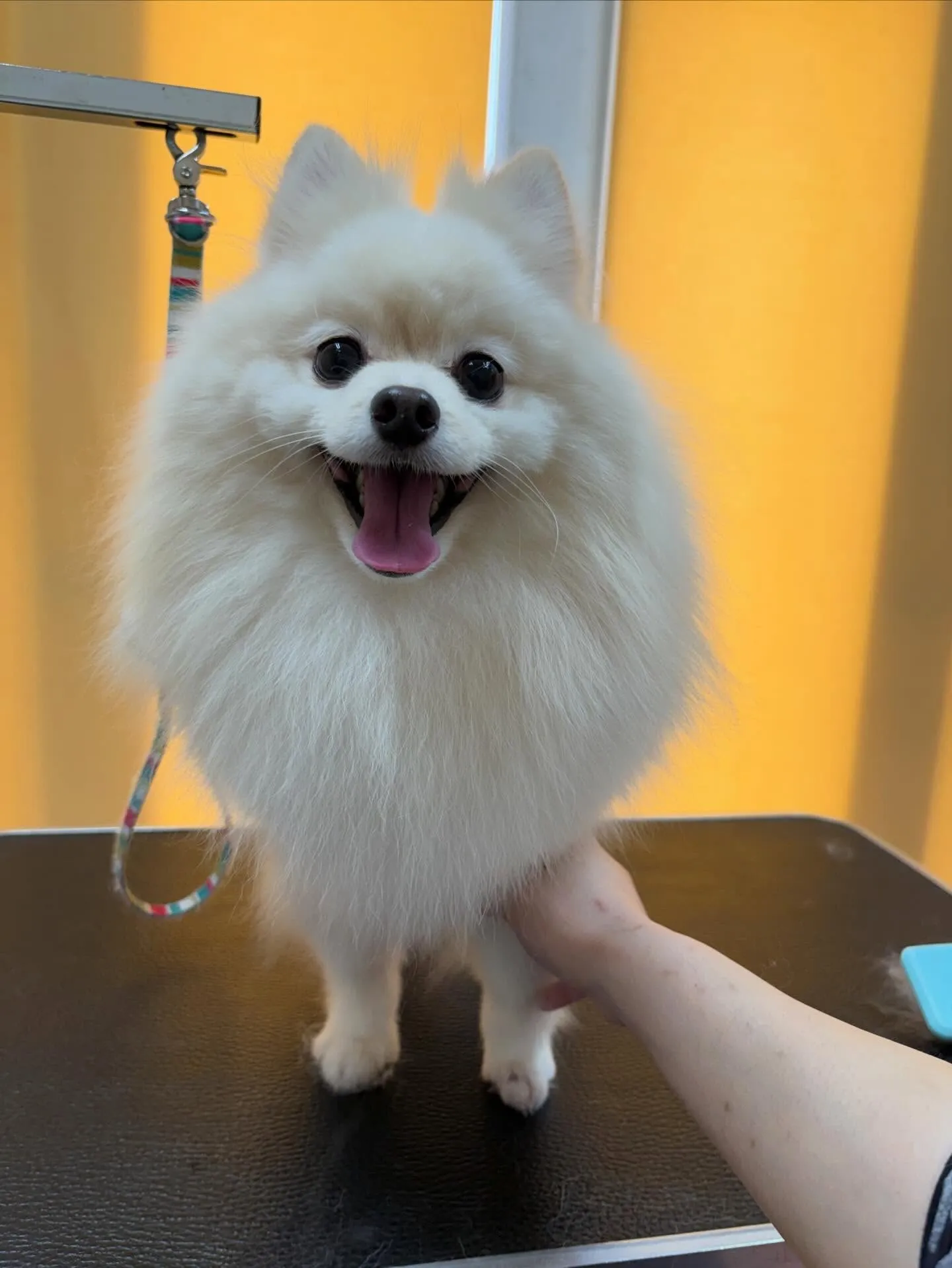 犬のシャンプー🫧