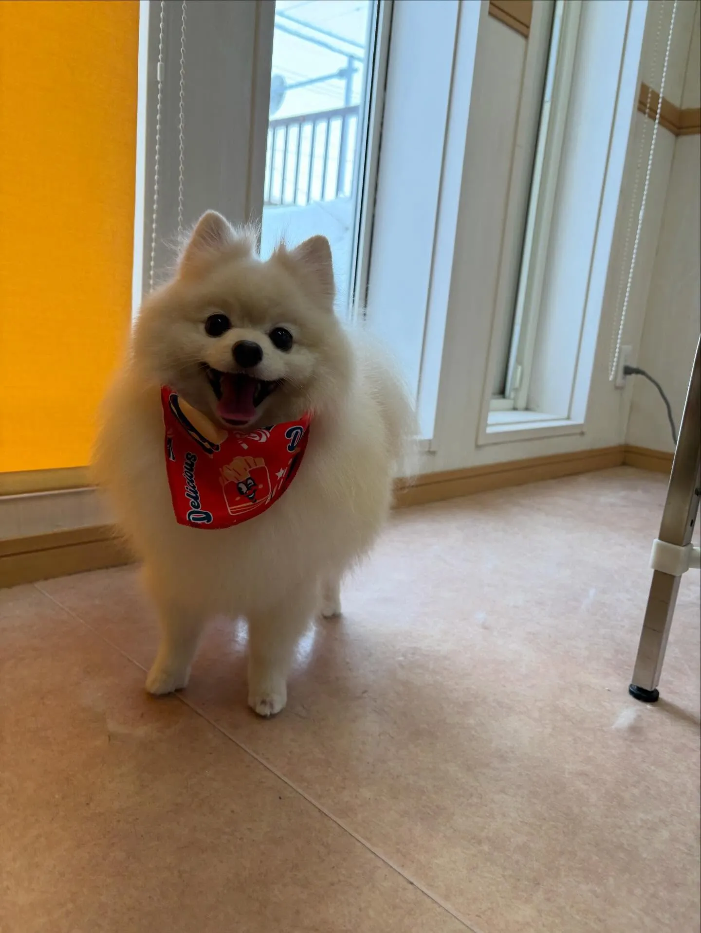 犬のシャンプー🫧