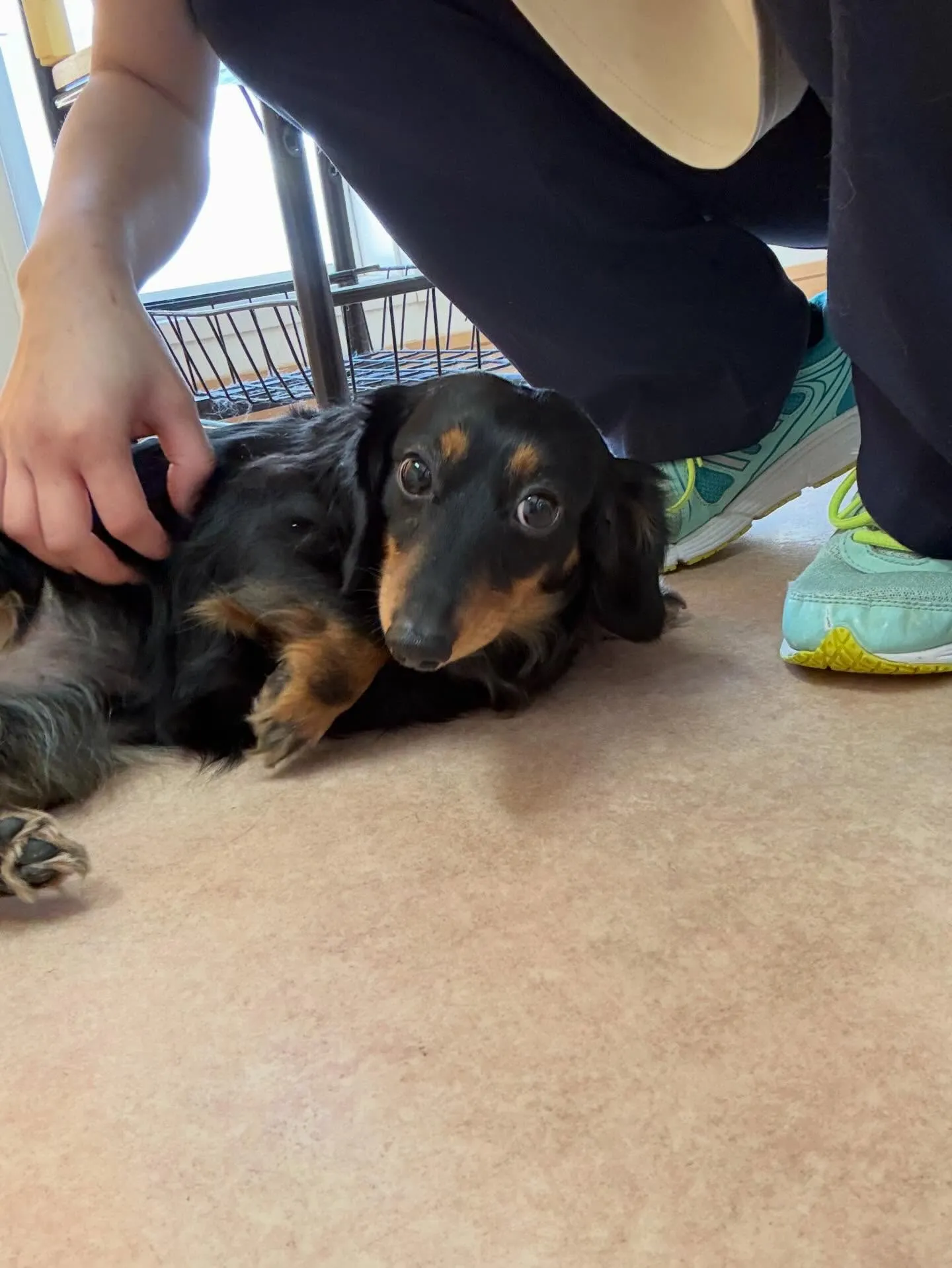 犬のシャンプー🫧