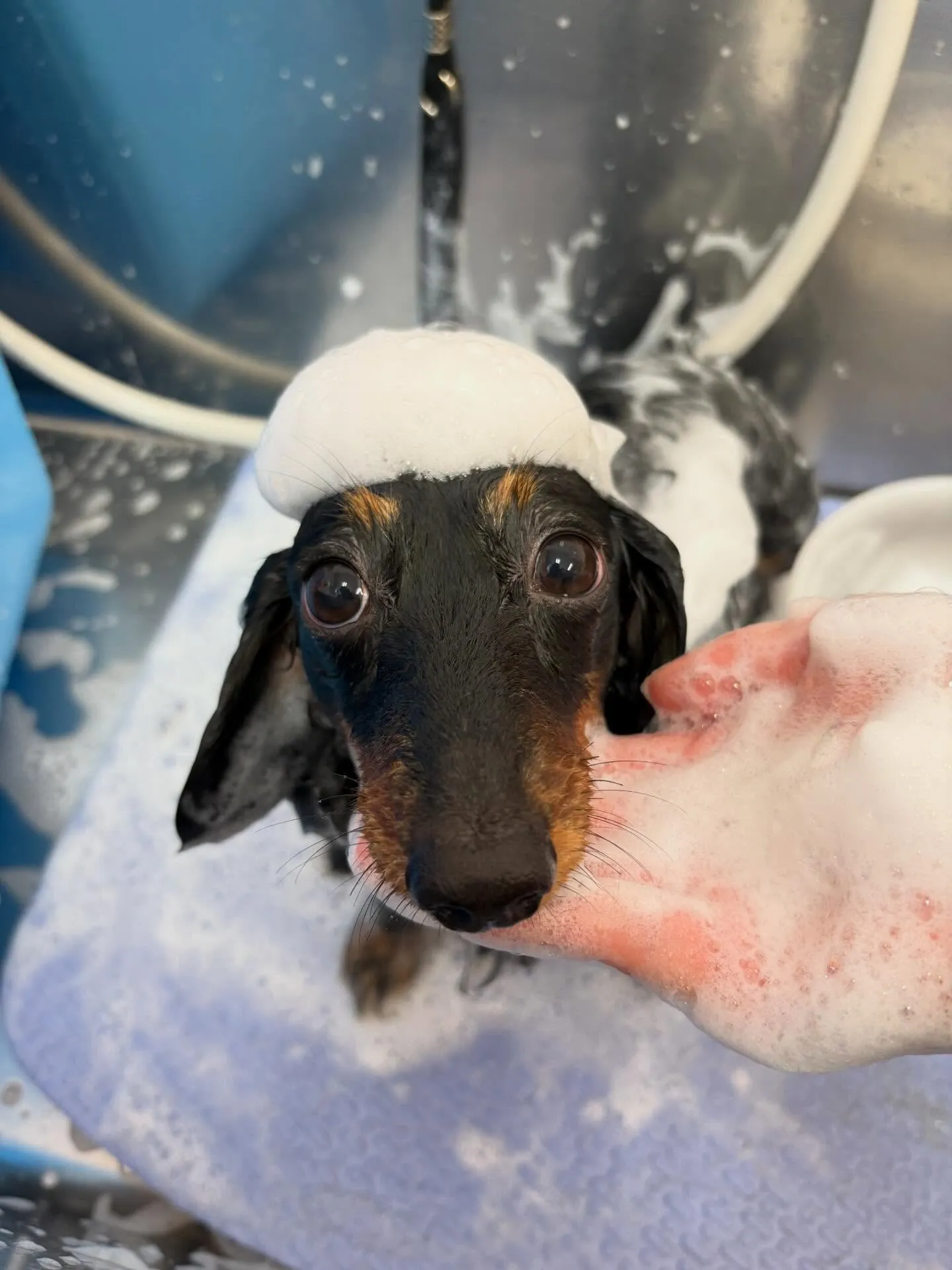 犬のシャンプー🫧