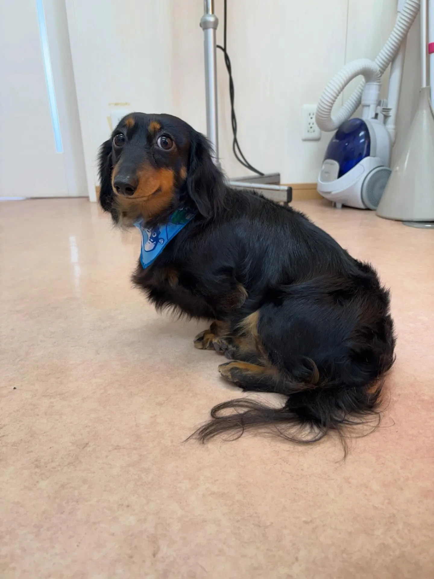 犬のシャンプー🫧