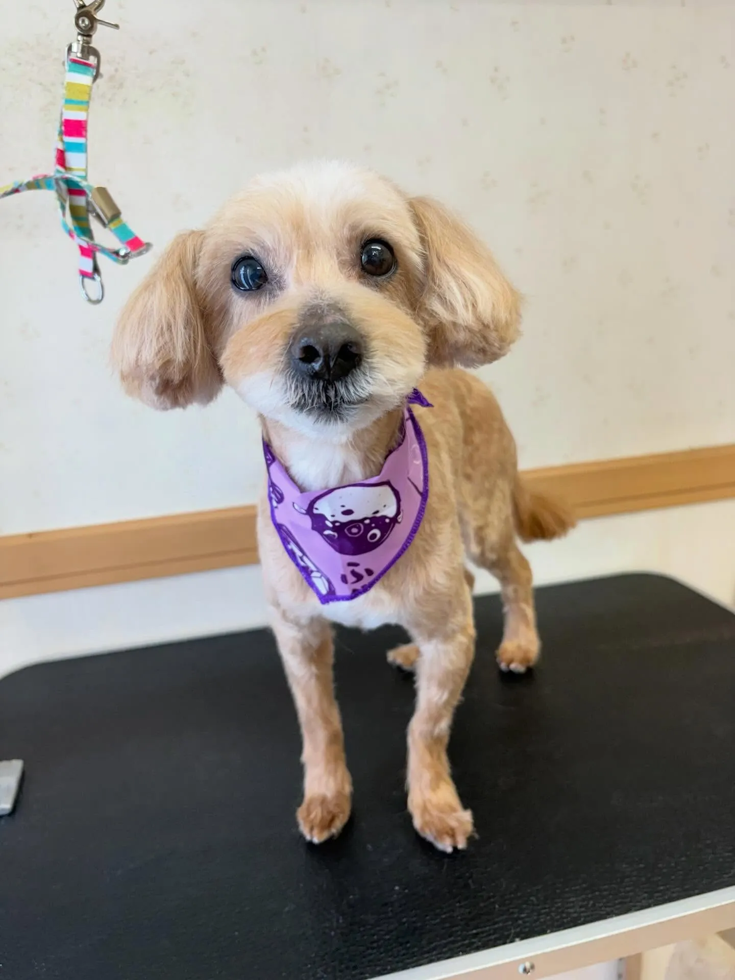 犬のトリミング✂️