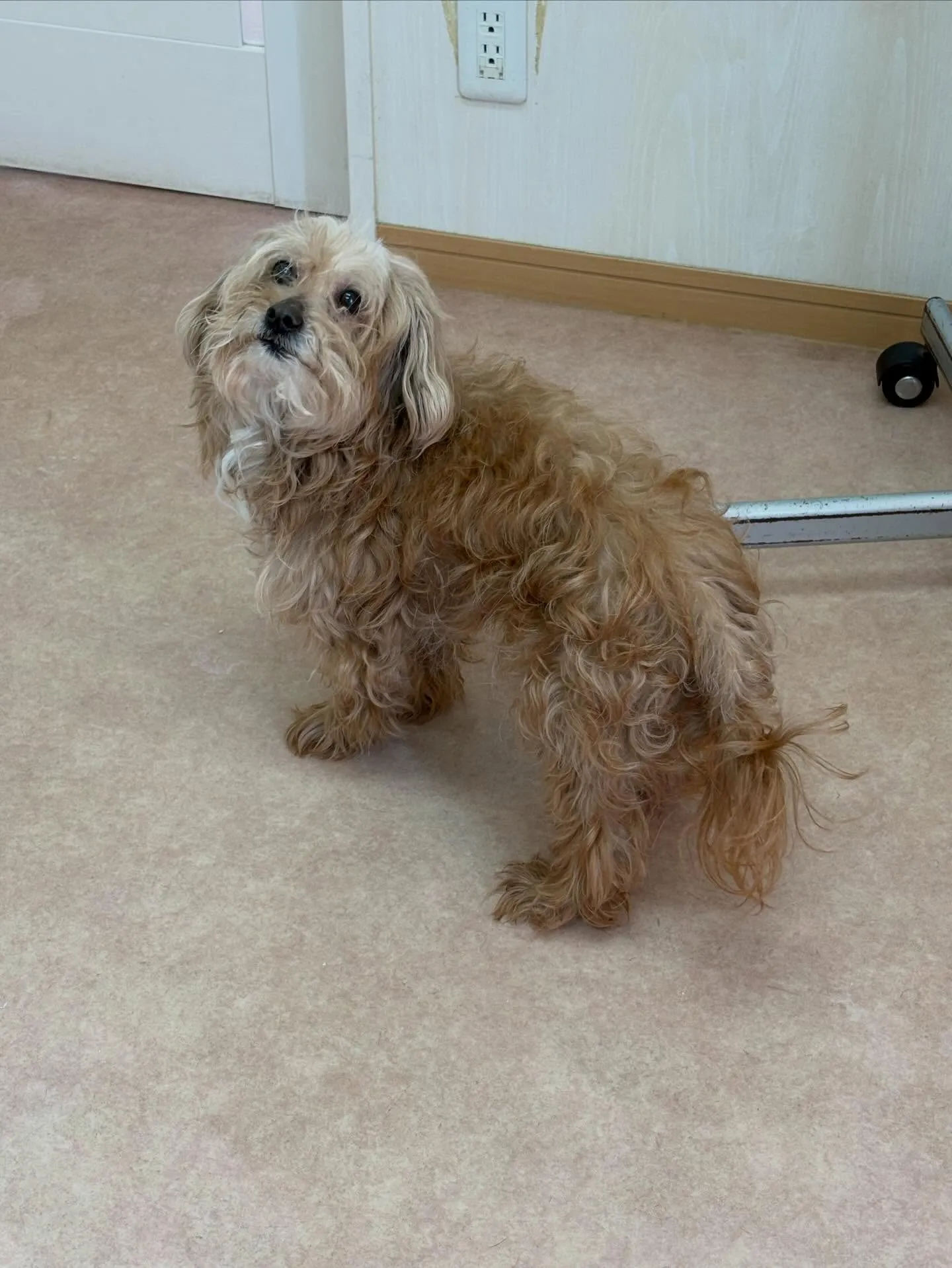 犬のトリミング✂️