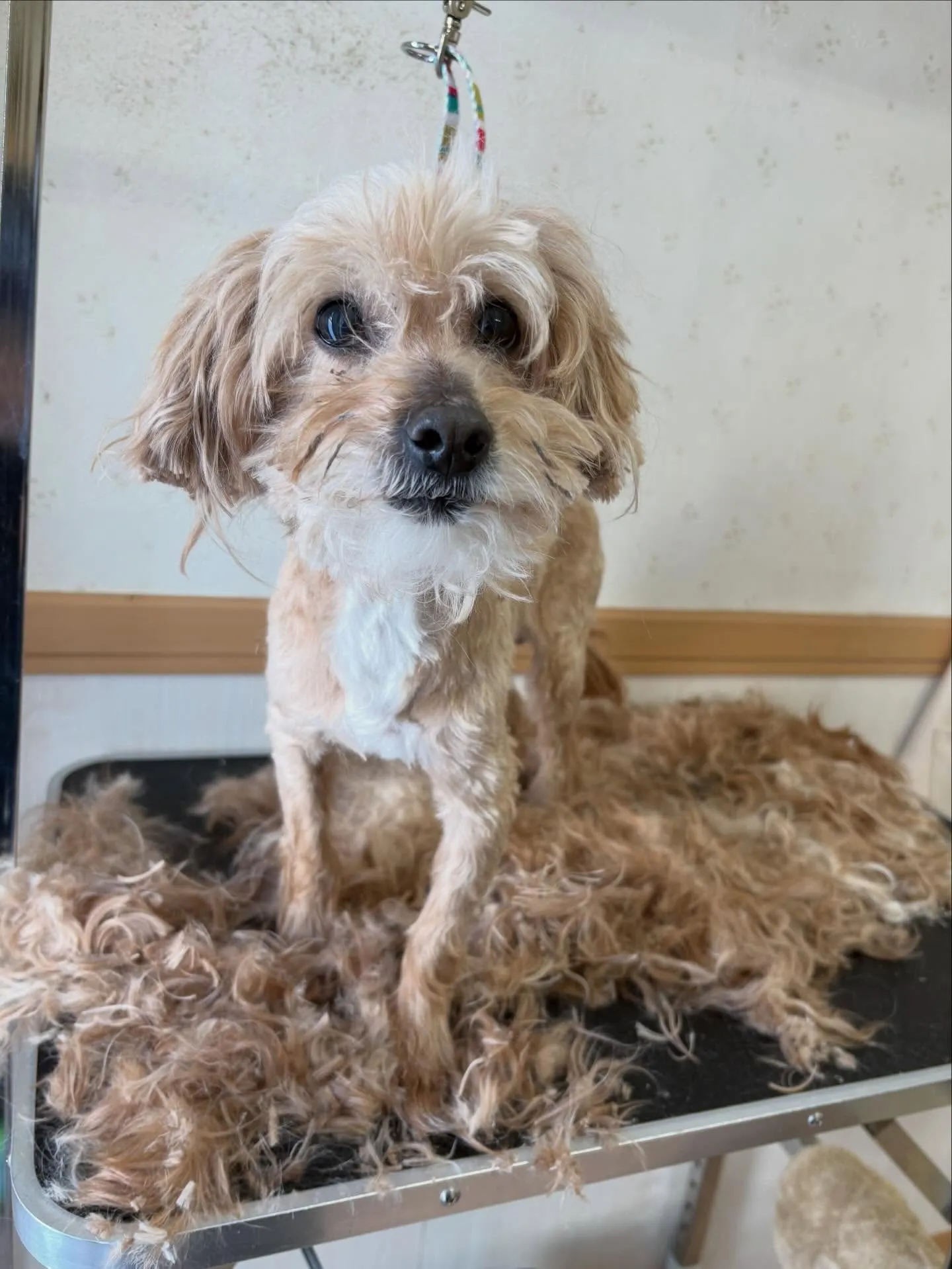 犬のトリミング✂️