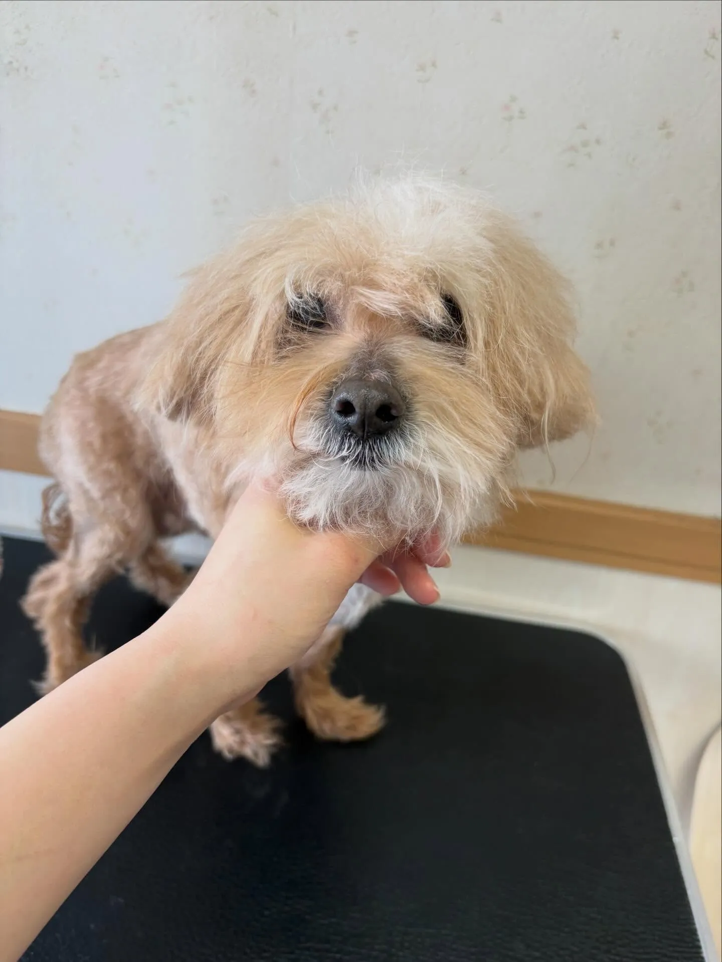 犬のトリミング✂️