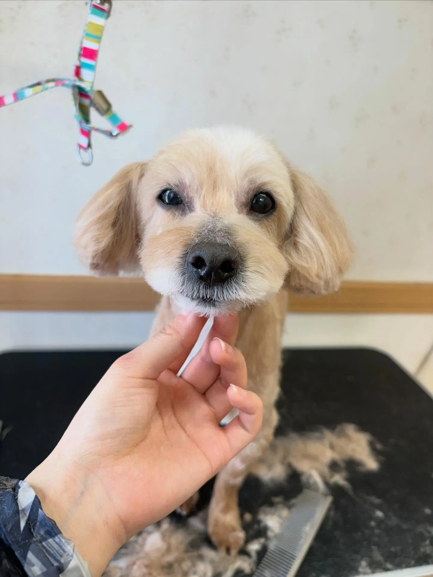 犬のトリミング✂️