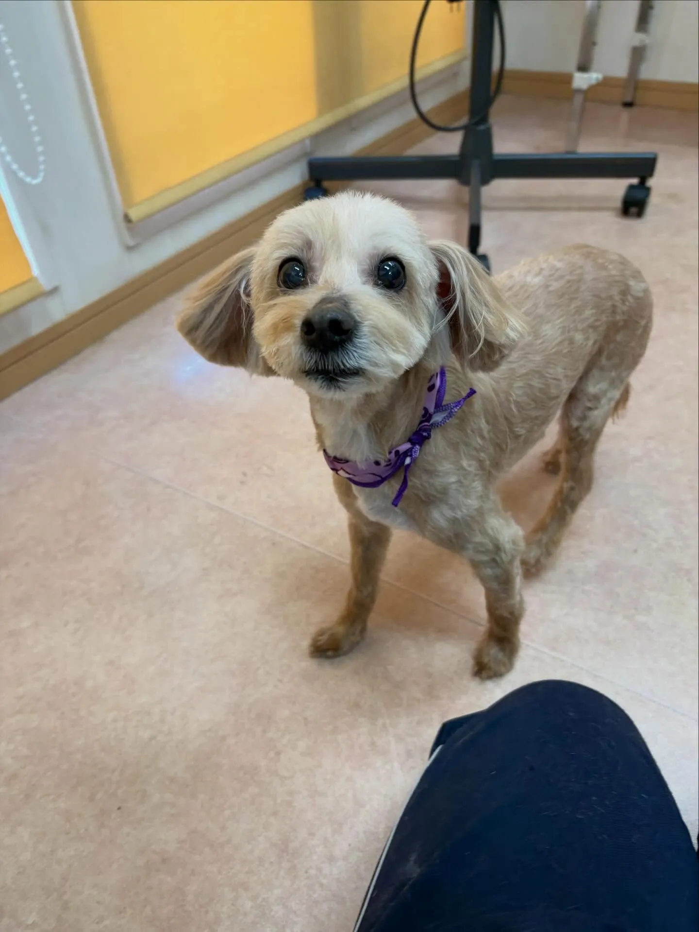 犬のトリミング✂️