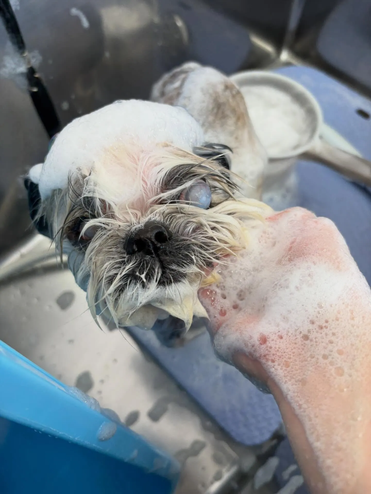 犬のトリミング✂️