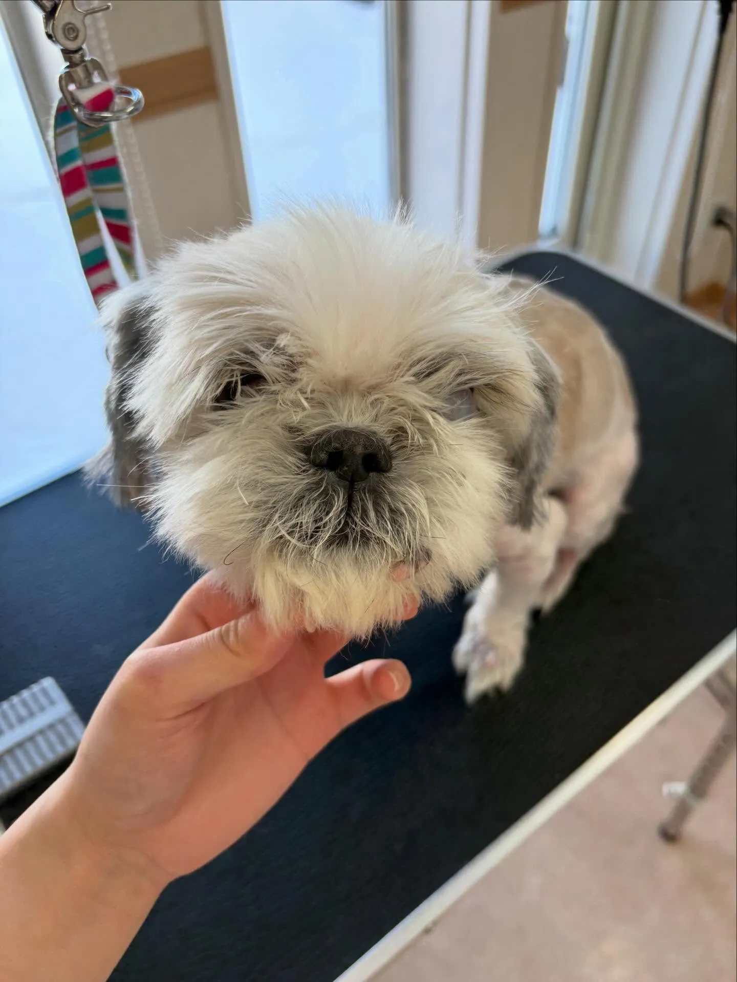 犬のトリミング✂️