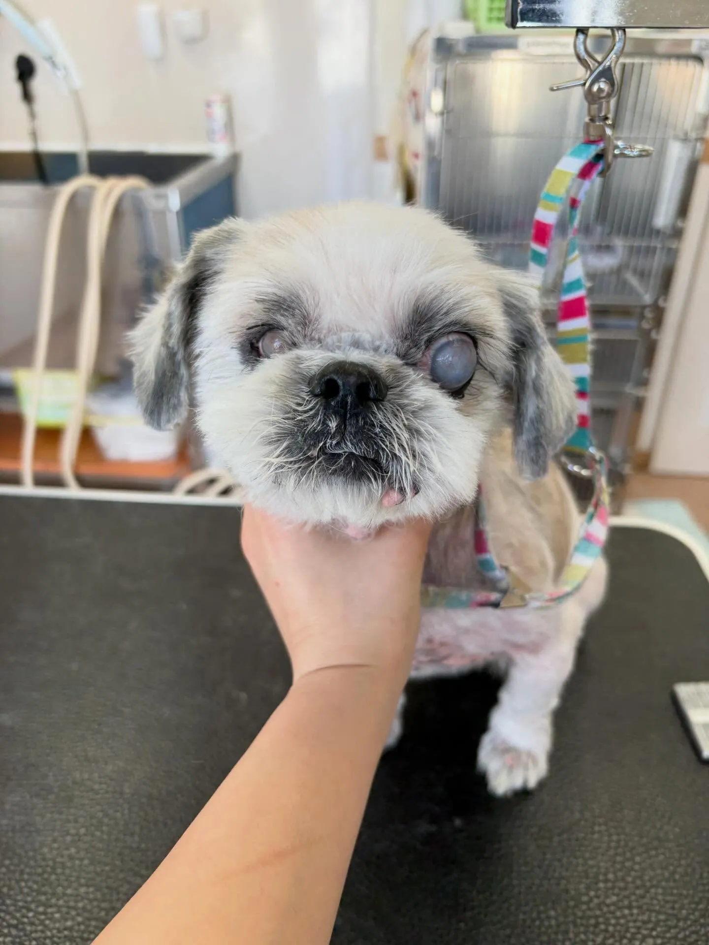 犬のトリミング✂️