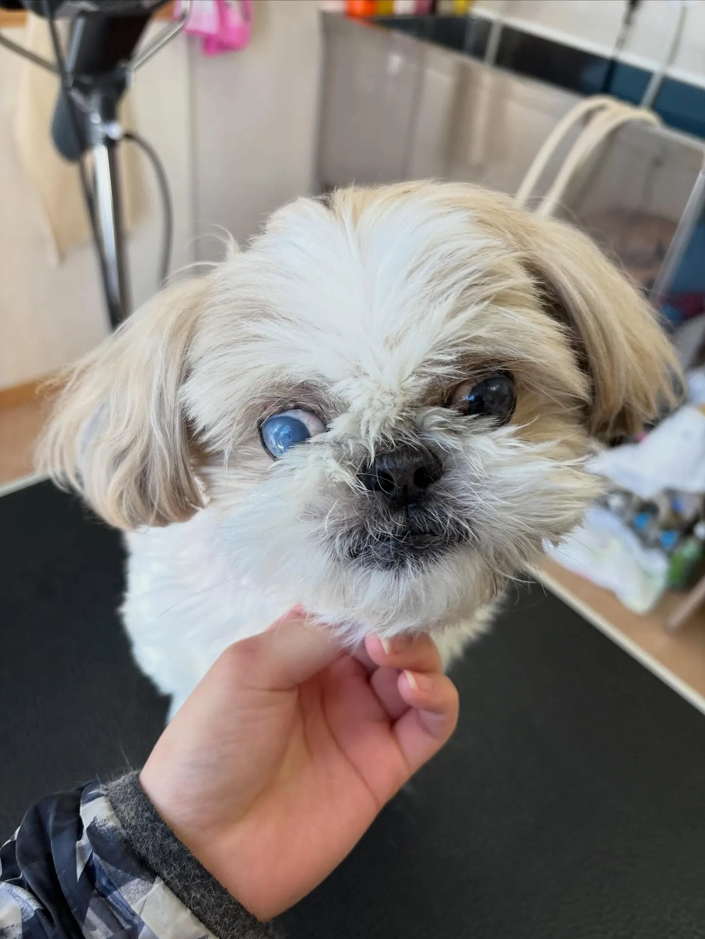 犬のトリミング✂️