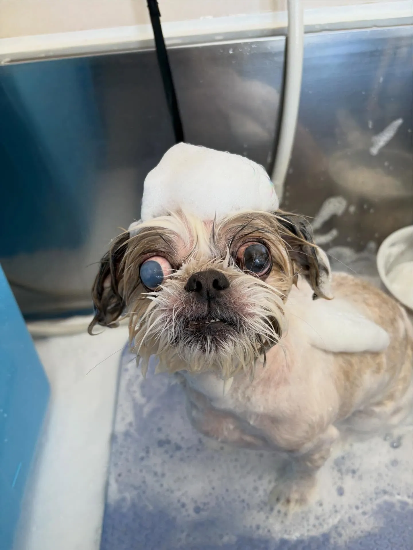 犬のトリミング✂️