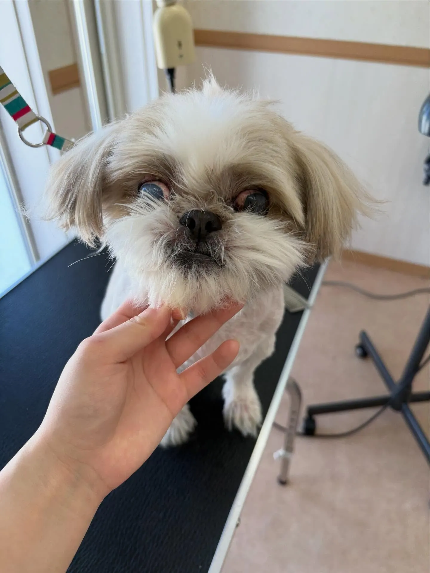 犬のトリミング✂️