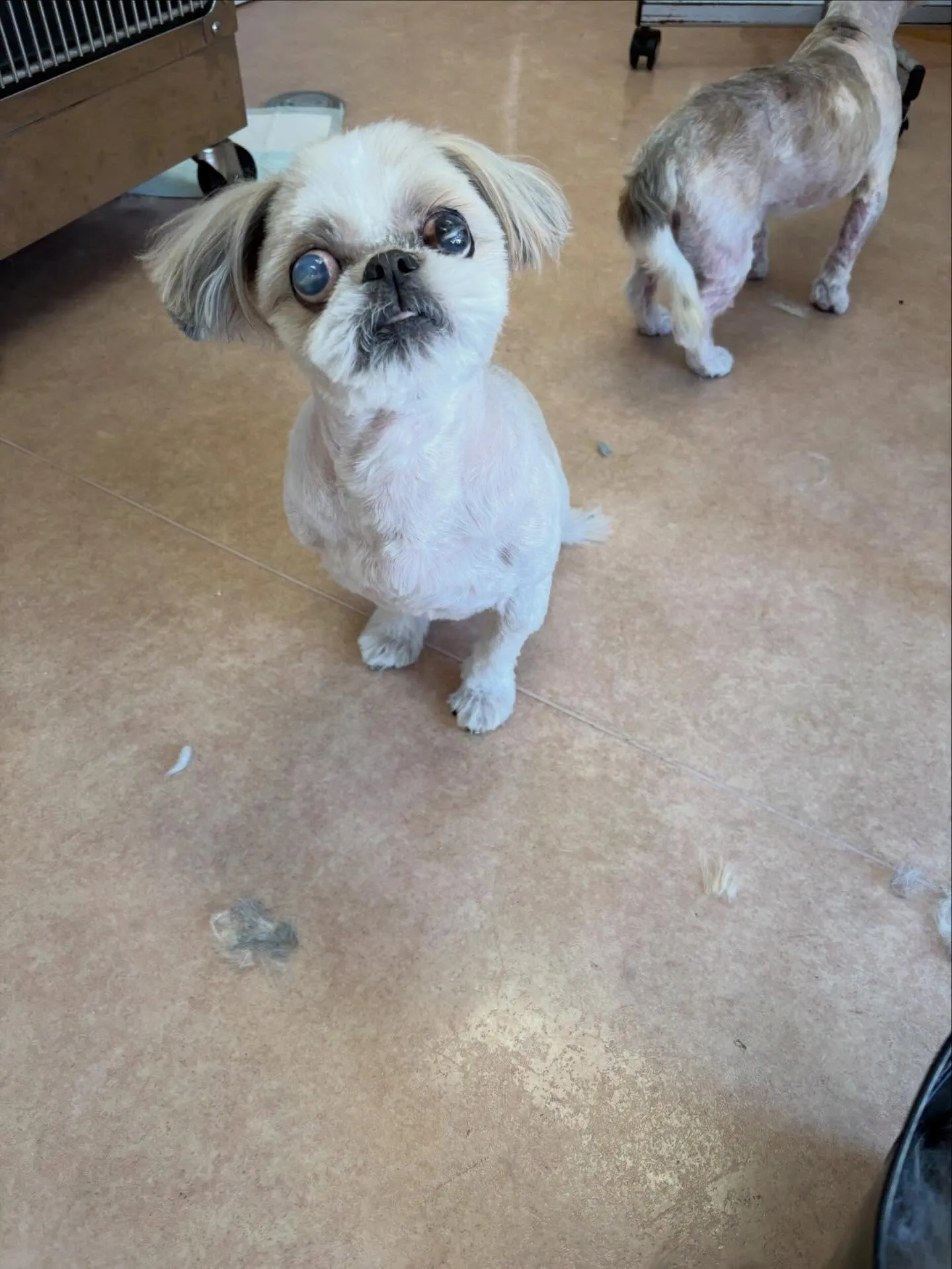 犬のトリミング✂️