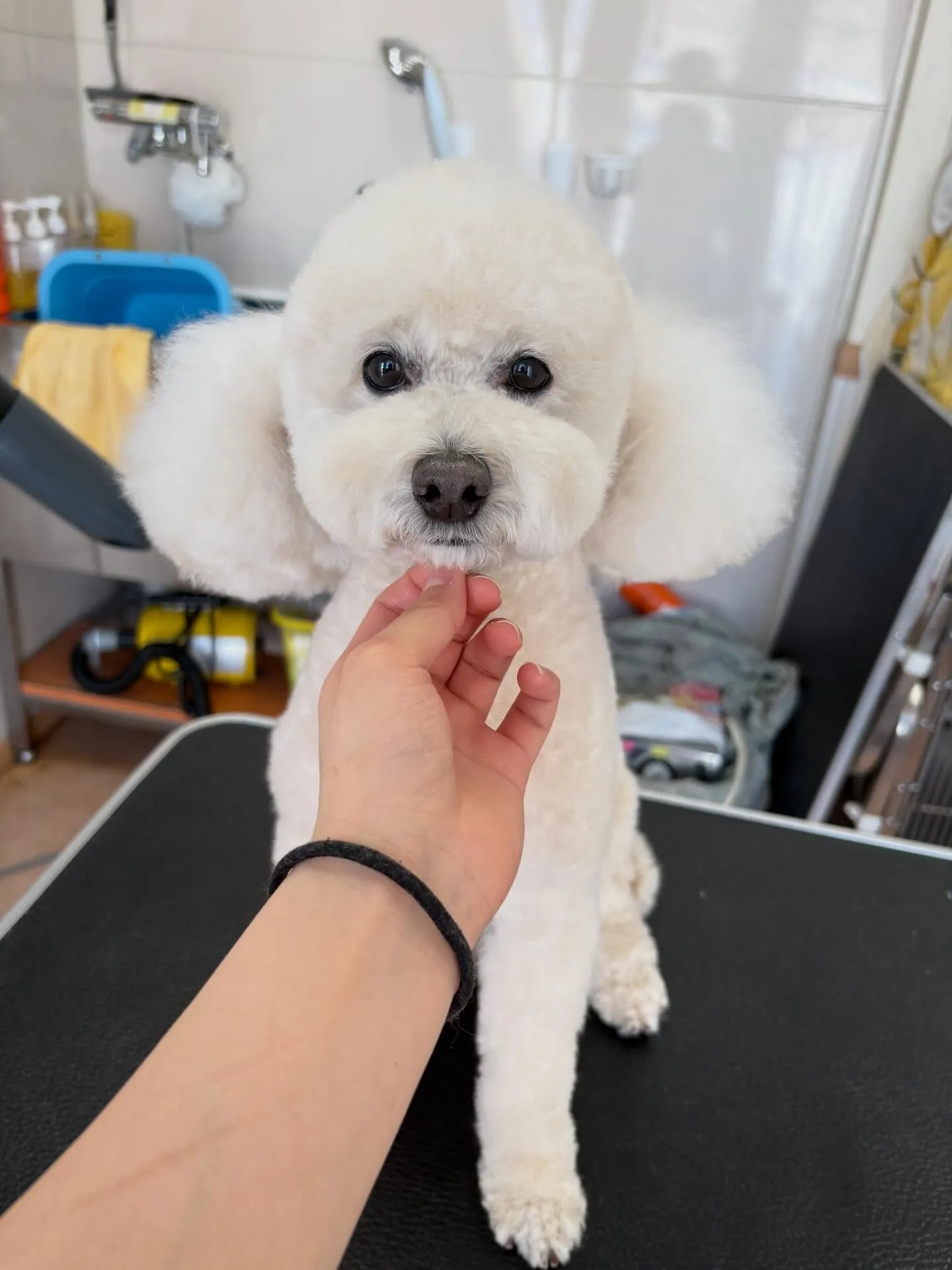 犬のトリミング✂️