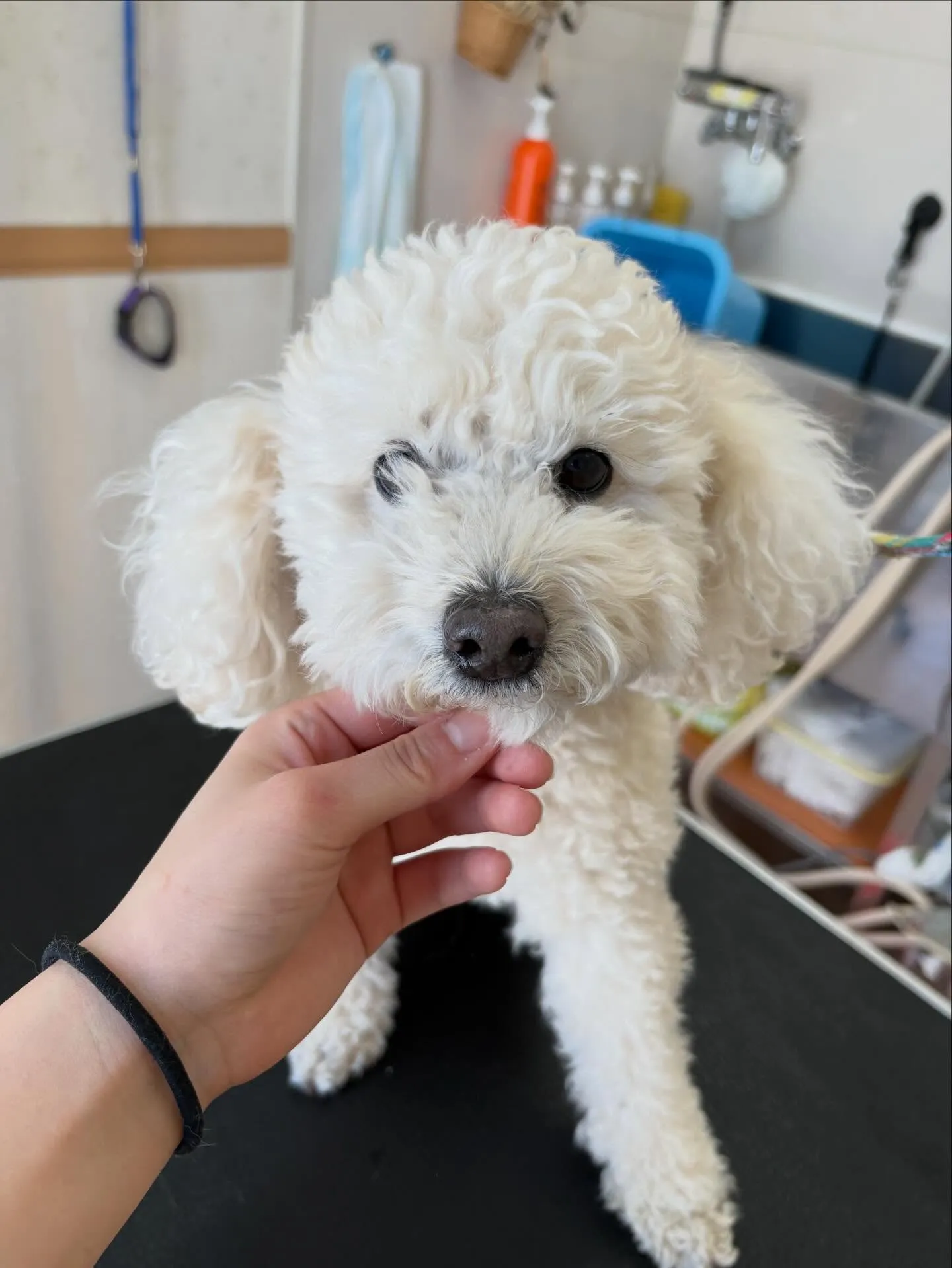 犬のトリミング✂️